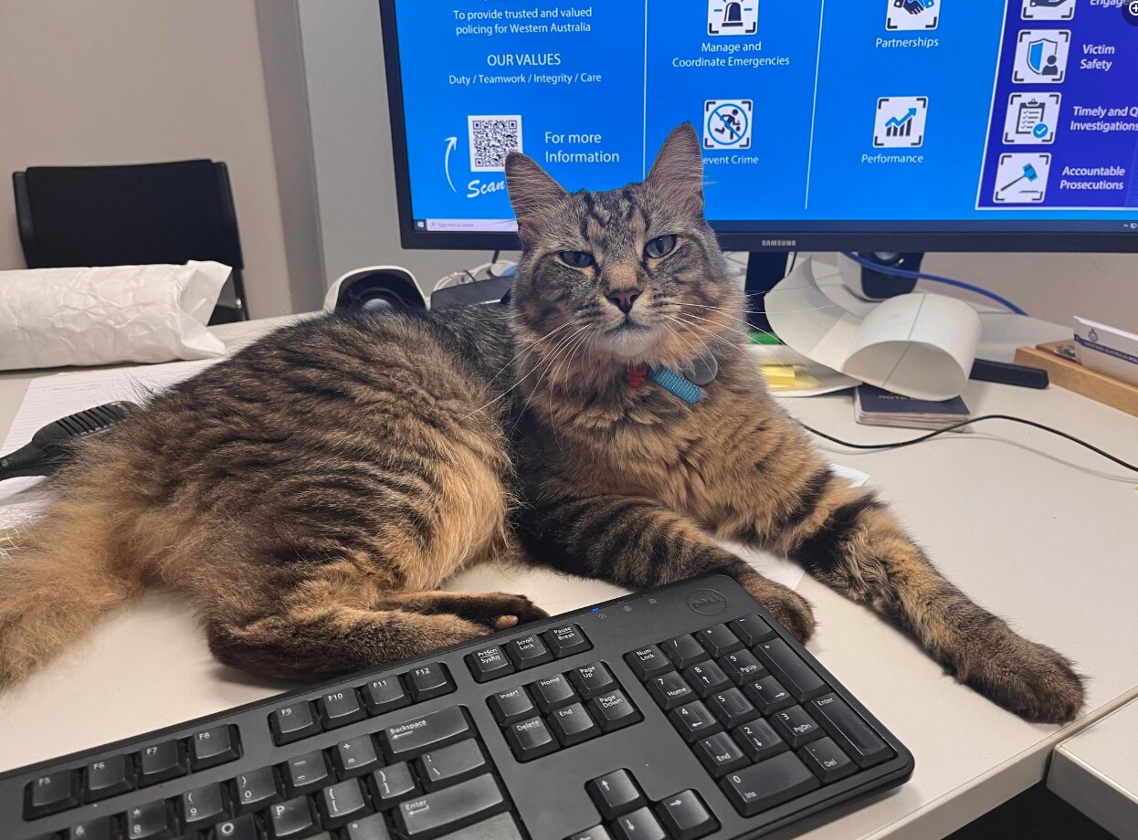 Wild Kitten Attacks Computer Youtube - Amazing 8K Space Images | Free Download