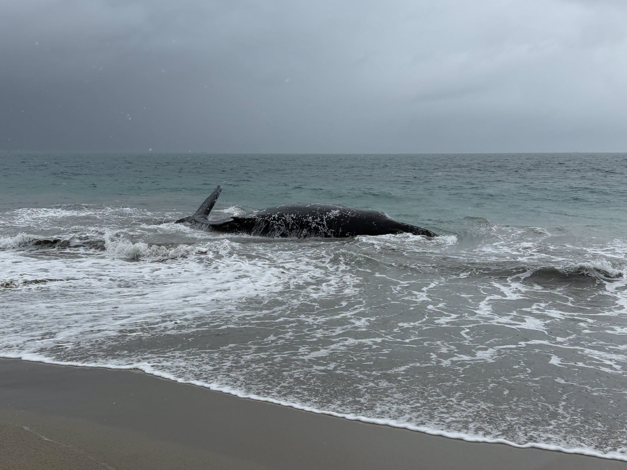 Humpback Whale Stranded in Perth: Wildlife Rescue Efforts Unfold (2026)