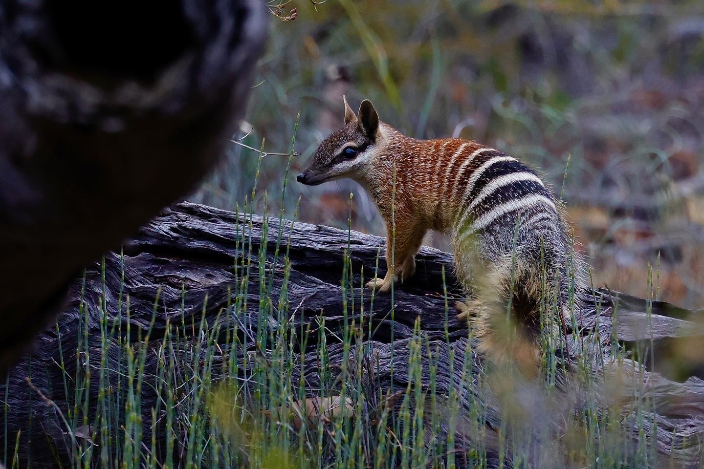 Numbat Conservation Success: Saving Australia's Emblematic Species (2026)
