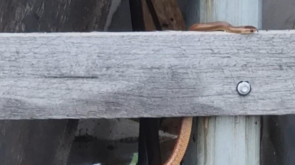 Snakes In Sneak Attacks By - Minimal Pictures - Perfect HD Collection