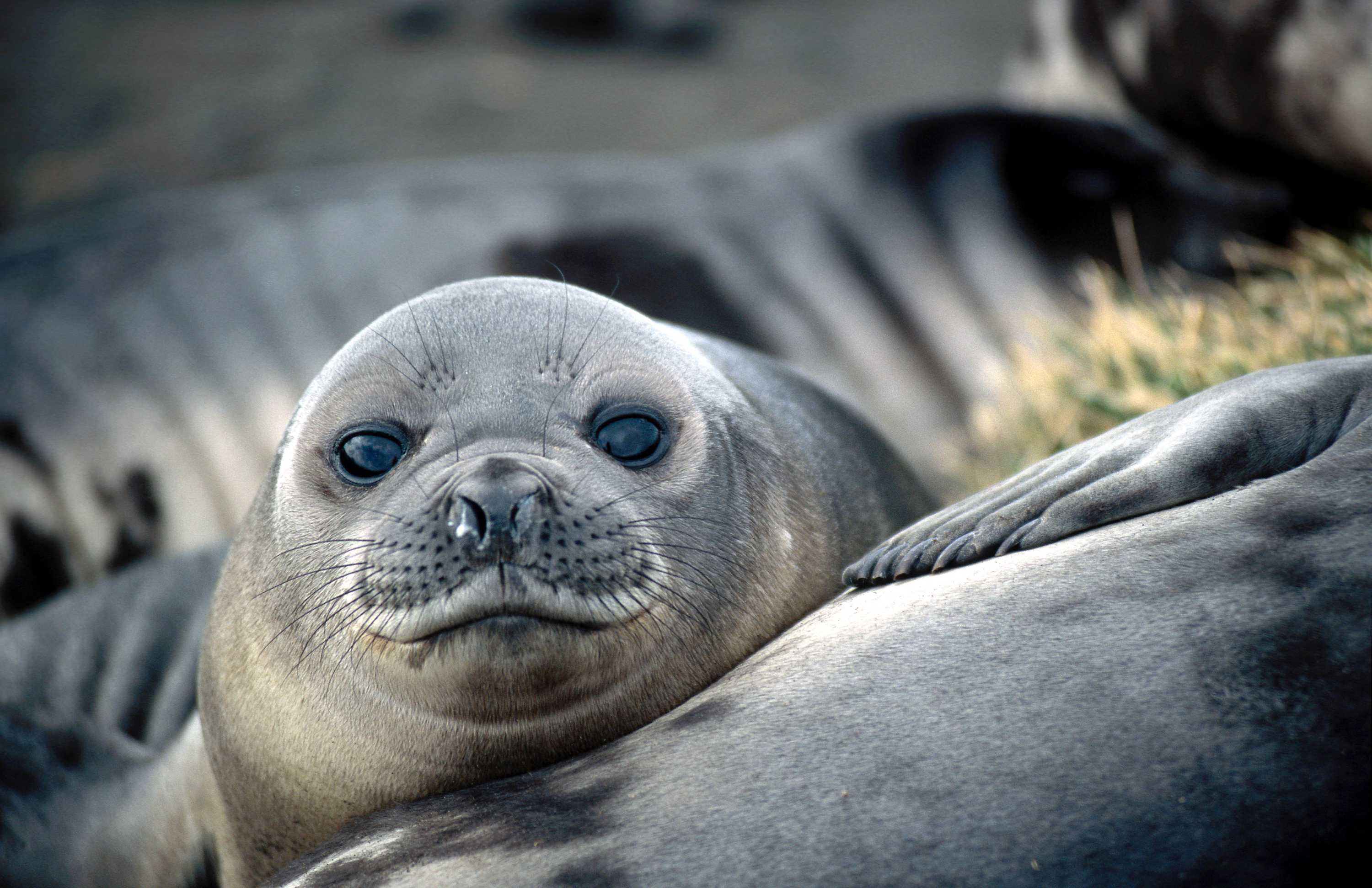 Bird Flu Wipes Out Thousands of Baby Seals in Australia's Remote Territory (2026)