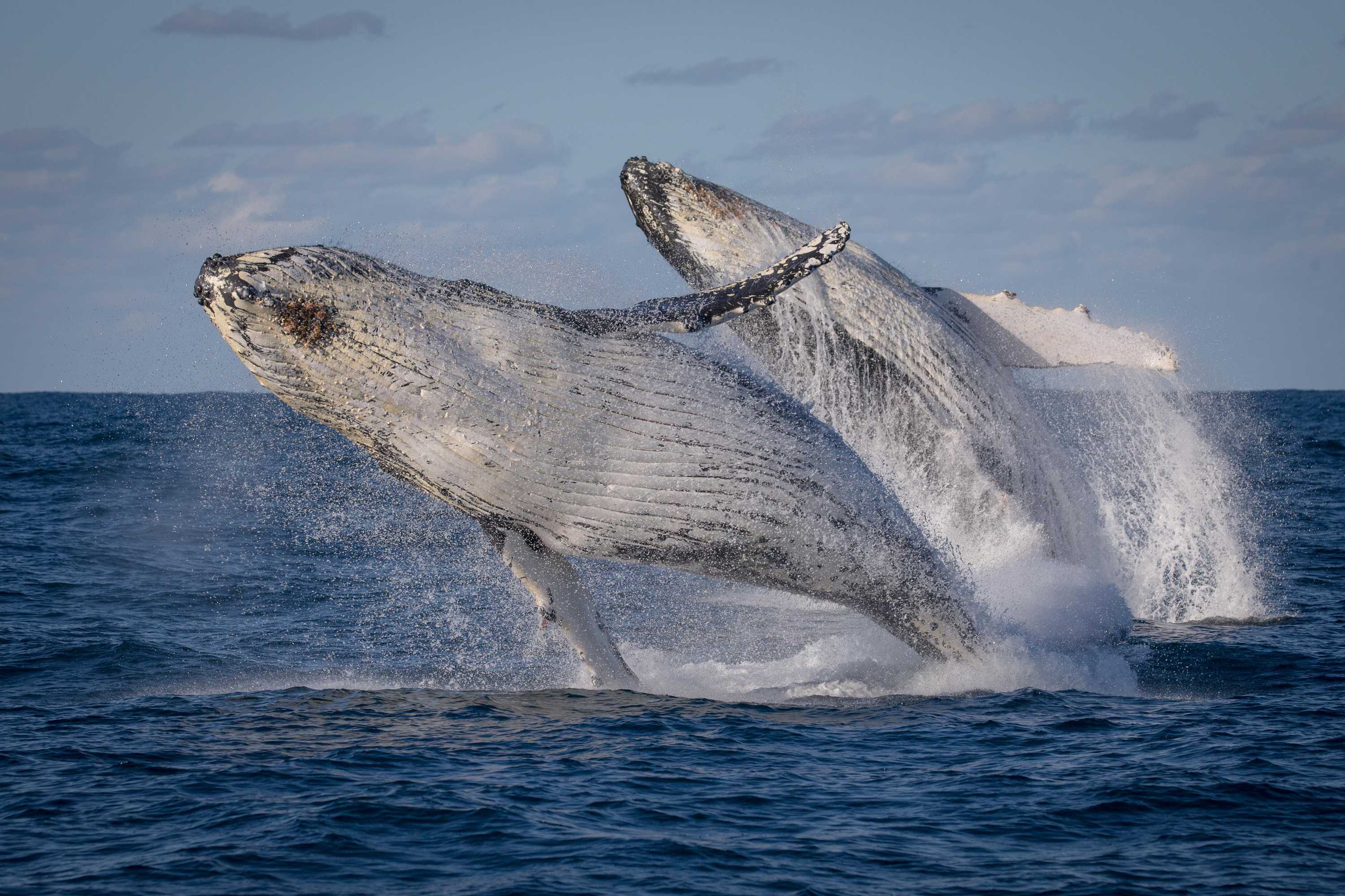 Indigenous Whale-Watching Tour: Ancient Stories of the Illawarra Coast (2026)