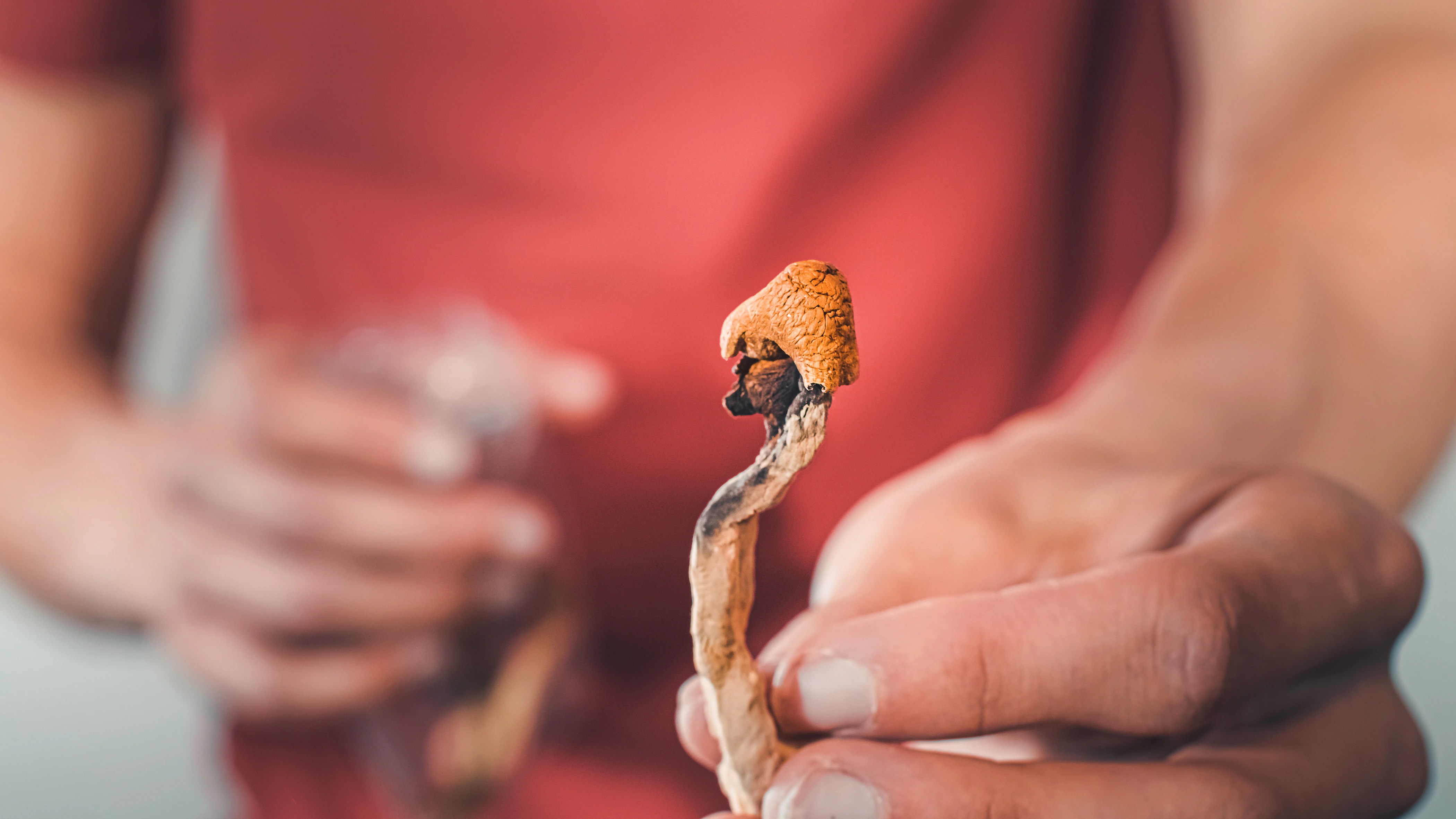 Study Microdosing Mushrooms Boosts Problem Solving And Creativity - Minimal Photos - Premium Mobile Collection