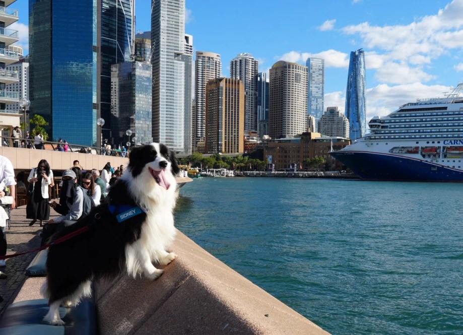 Farm Dogs vs Seagulls: Sydney's Unique Solution to Pesky Birds (2026)