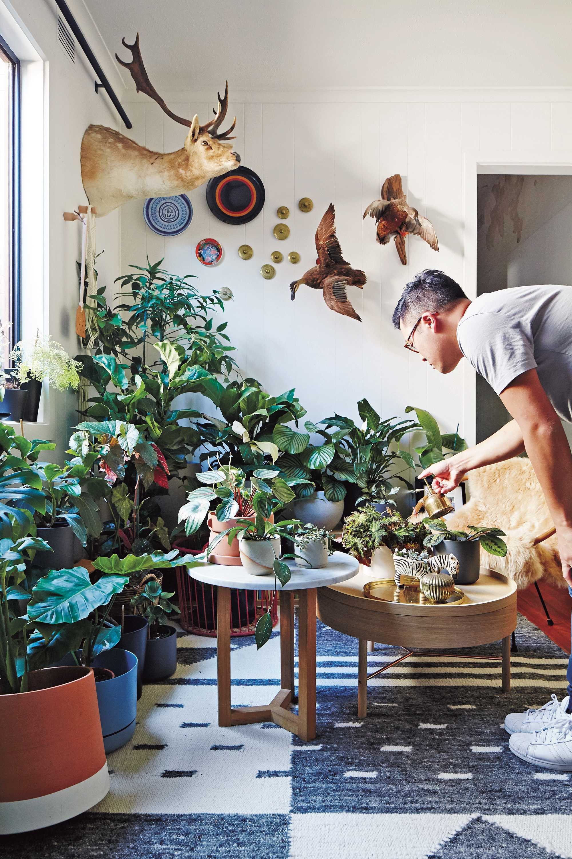 They lay hundreds of eggs in the soil, which hatch into larvae in only a week and ca. How To Get Rid Of Fungus Gnats On Indoor Plants Abc Everyday