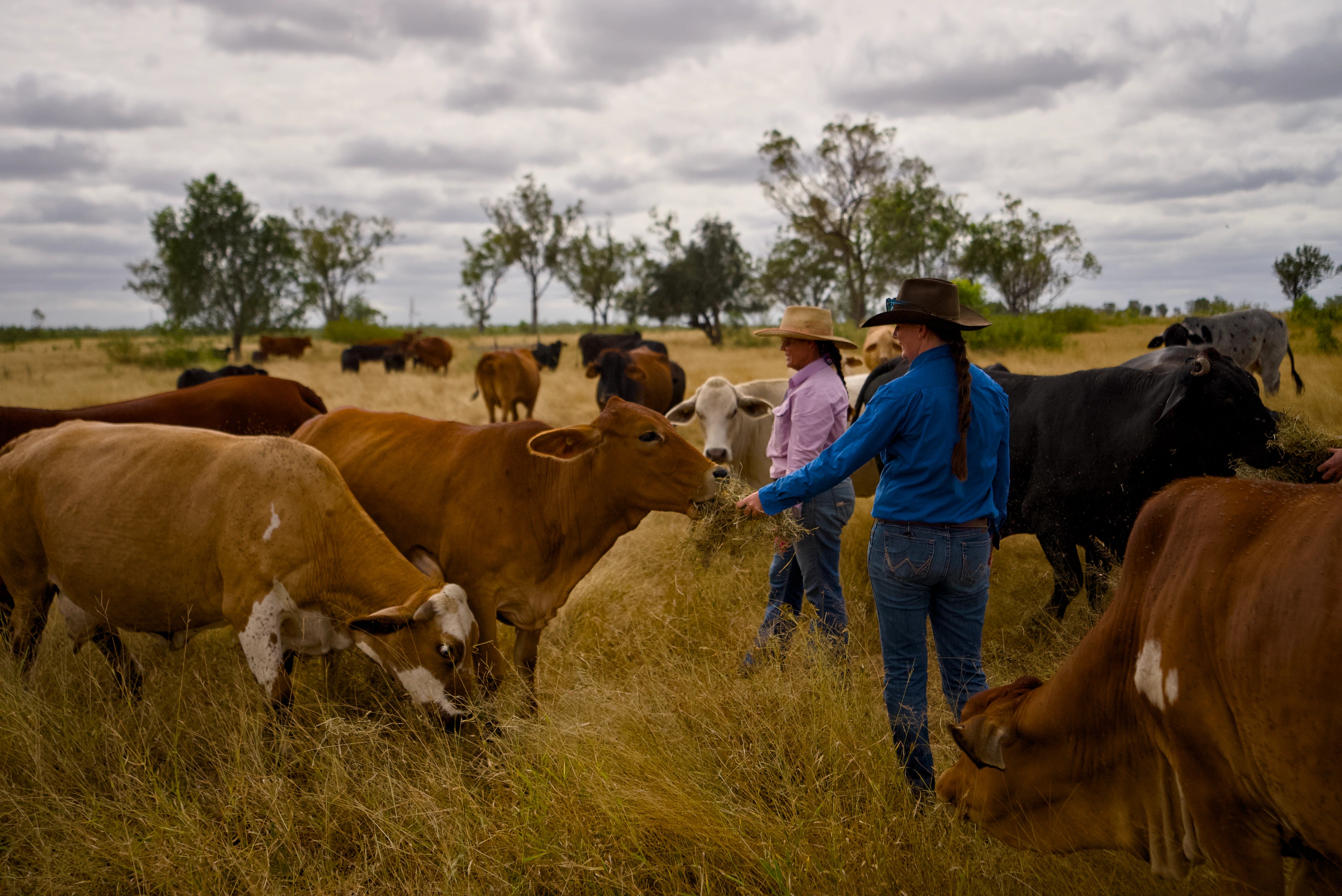 Cattle Farmers Plant Trees for Sustainable Aviation Fuel: Pongamia Revolution in Australia (2026)