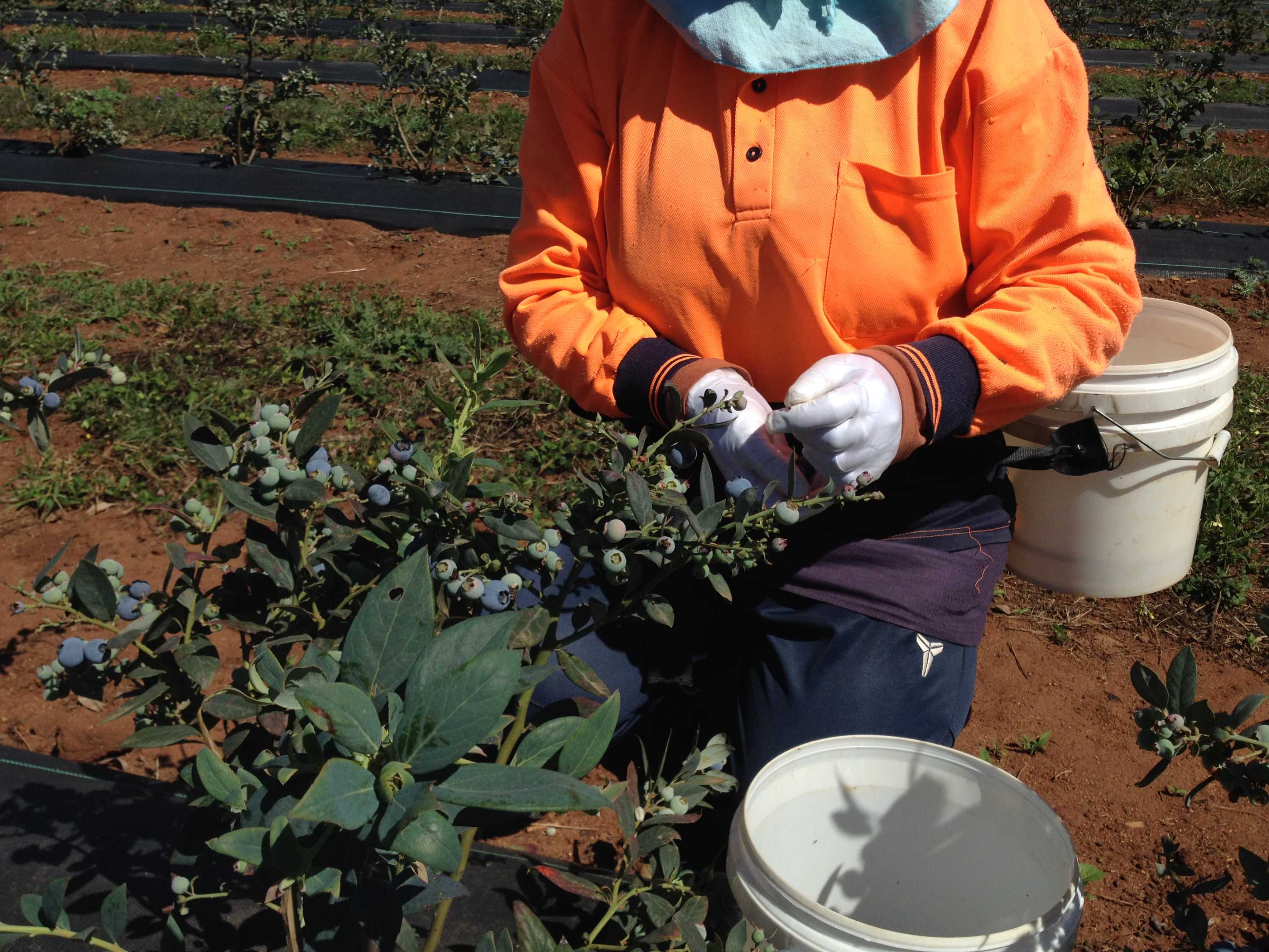 40 Safety Breaches in SafeWork NSW Blitz on Coffs Coast, Riverina Fruit Farms (2026)