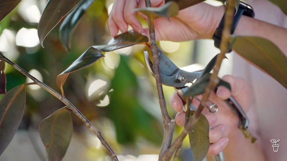 Pruning Pots Gardening Australia - Artistic Nature Design - Retina