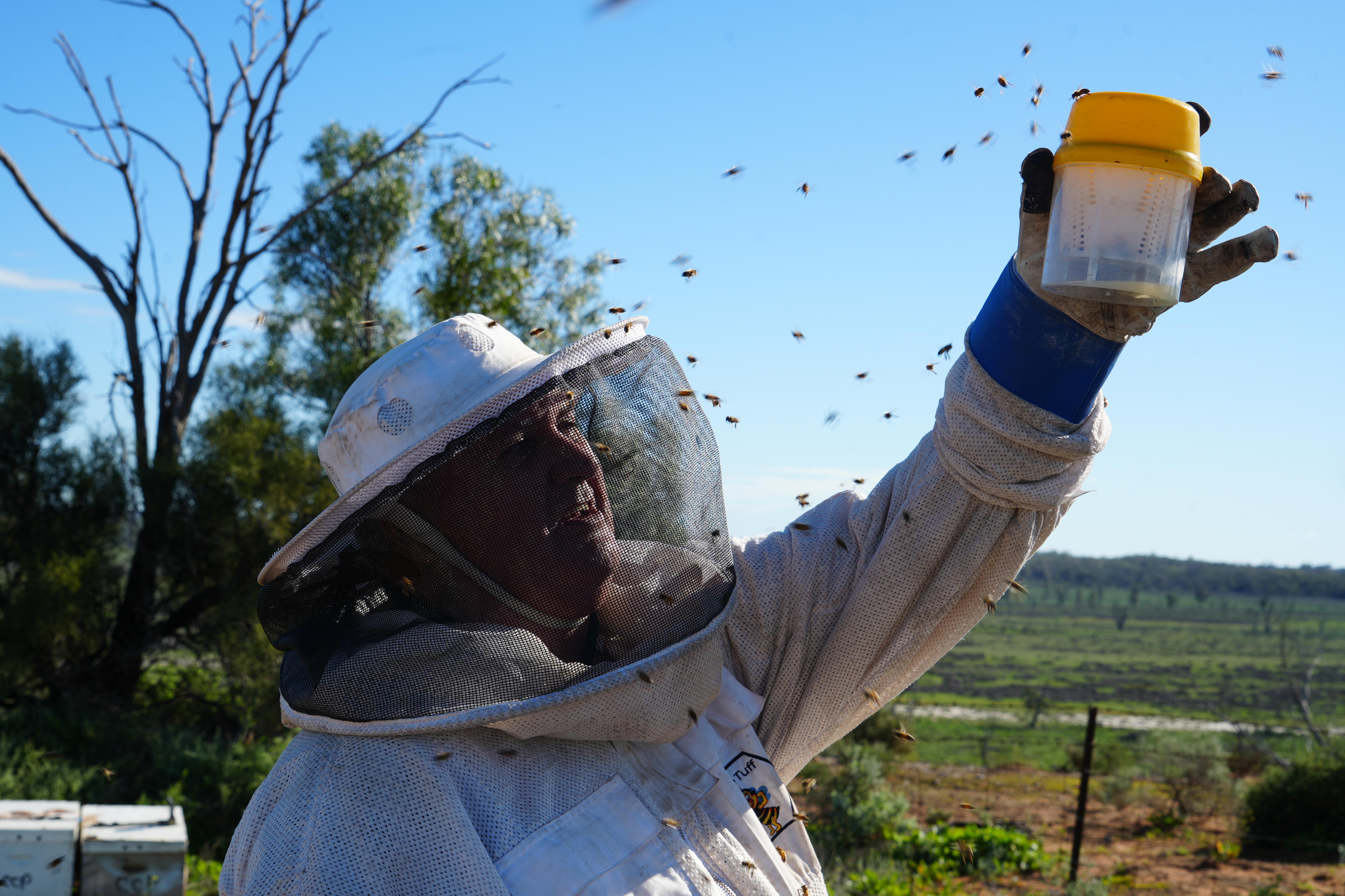 Beekeepers Call for Biopesticide to Target Varroa Mite in Australia (2026)