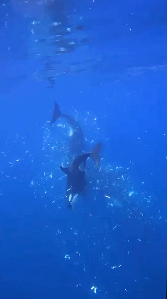 Explosive Orca Hunting: Watch as Killer Whales Ram Sunfish to Bits (2026)