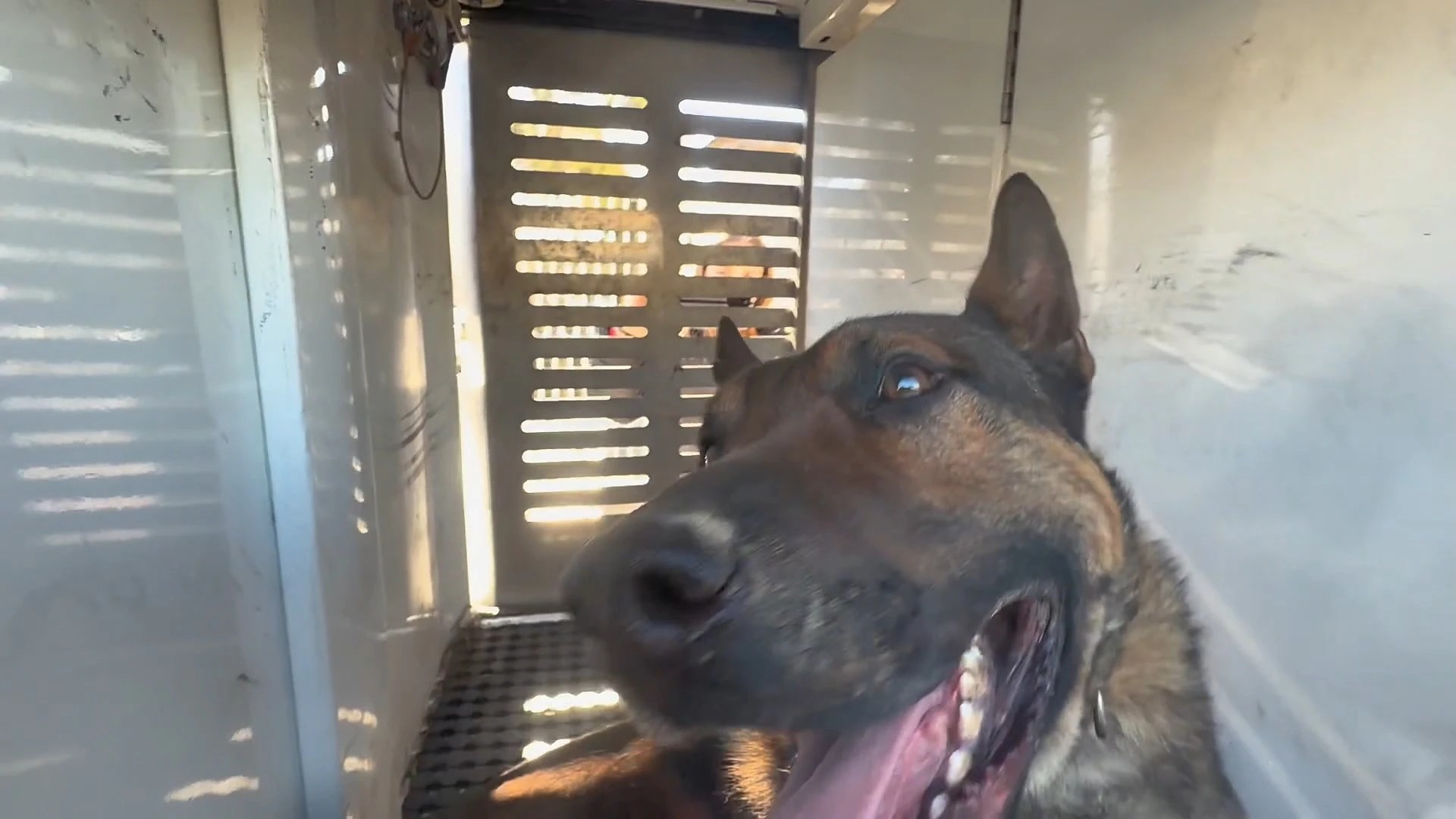 Man Mauled to Death by Dogs in Sydney: What Happened? (2026)