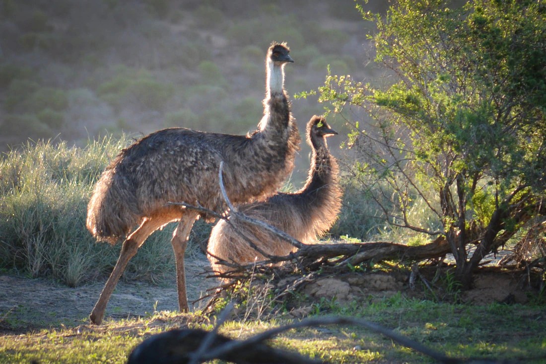 Emus Take a Dip: Unbelievable Swimming Scene in Australia's Murchison River (2026)