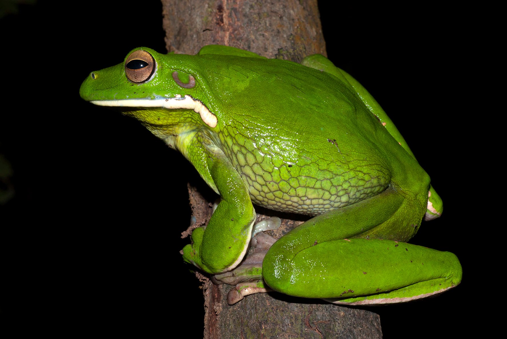 Frog vs. Sunbird: The Shocking Predator-Prey Encounter in an Australian Garden (2026)