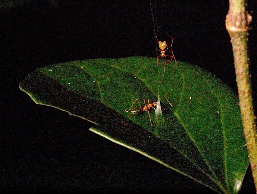 Unbelievable! New Spider Launches Prey with Ancient Weapon-Inspired Web (2026)