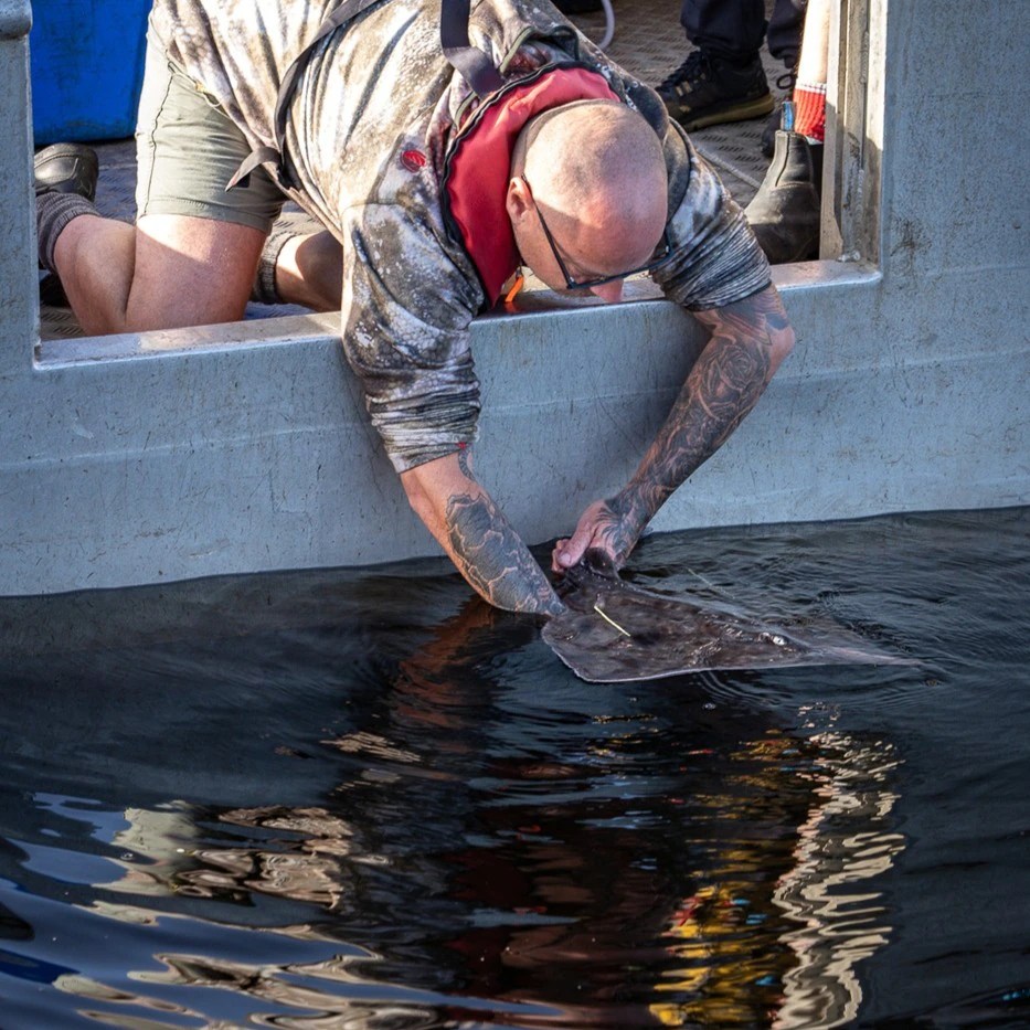 Maugean Skates Released Back Into Macquarie Harbour After Two Years in Captivity (2026)