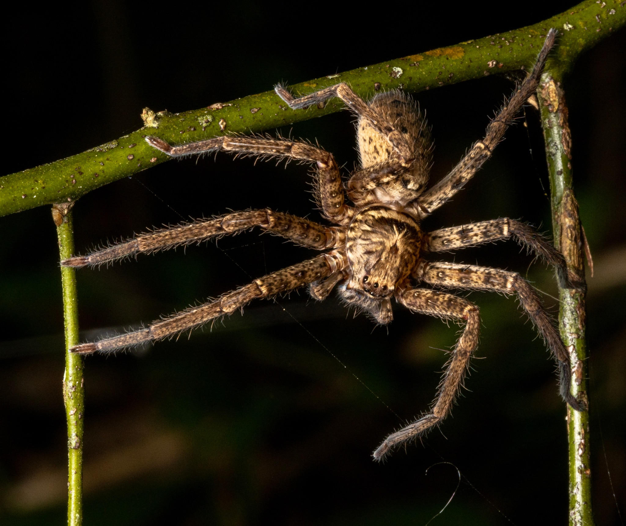 Australia's huntsman spider: The fastest arachnid on the block (2026)