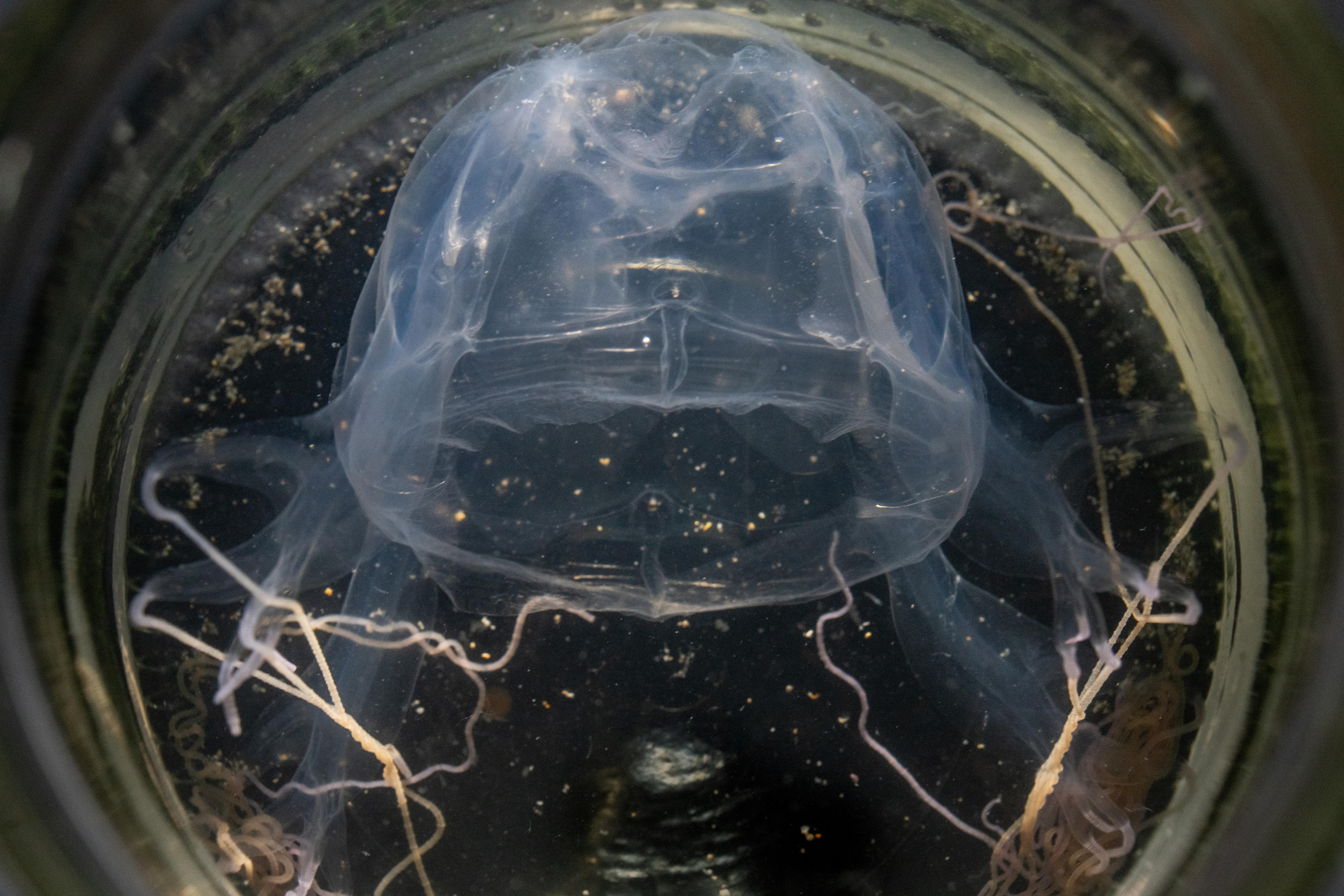 Box Jellyfish Swarm Off Pilbara Coast: A Scientist's Perspective (2026)
