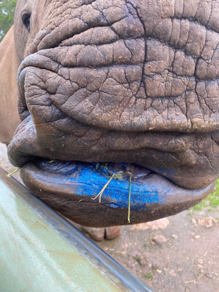 Rhinoceros Poop Sparkles with Edible Glitter for Fertility Research (2026)