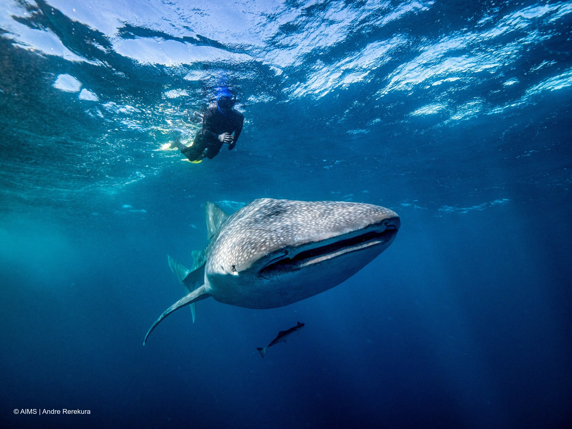 Whale Shark Feeding Habits Revealed: AIMS Study on Ningaloo Reef (2026)