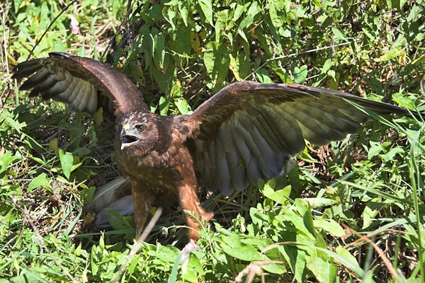 BREAKING: New Zealand Detects First H5N1 Bird Flu in Native Kahu Hawk (2026)