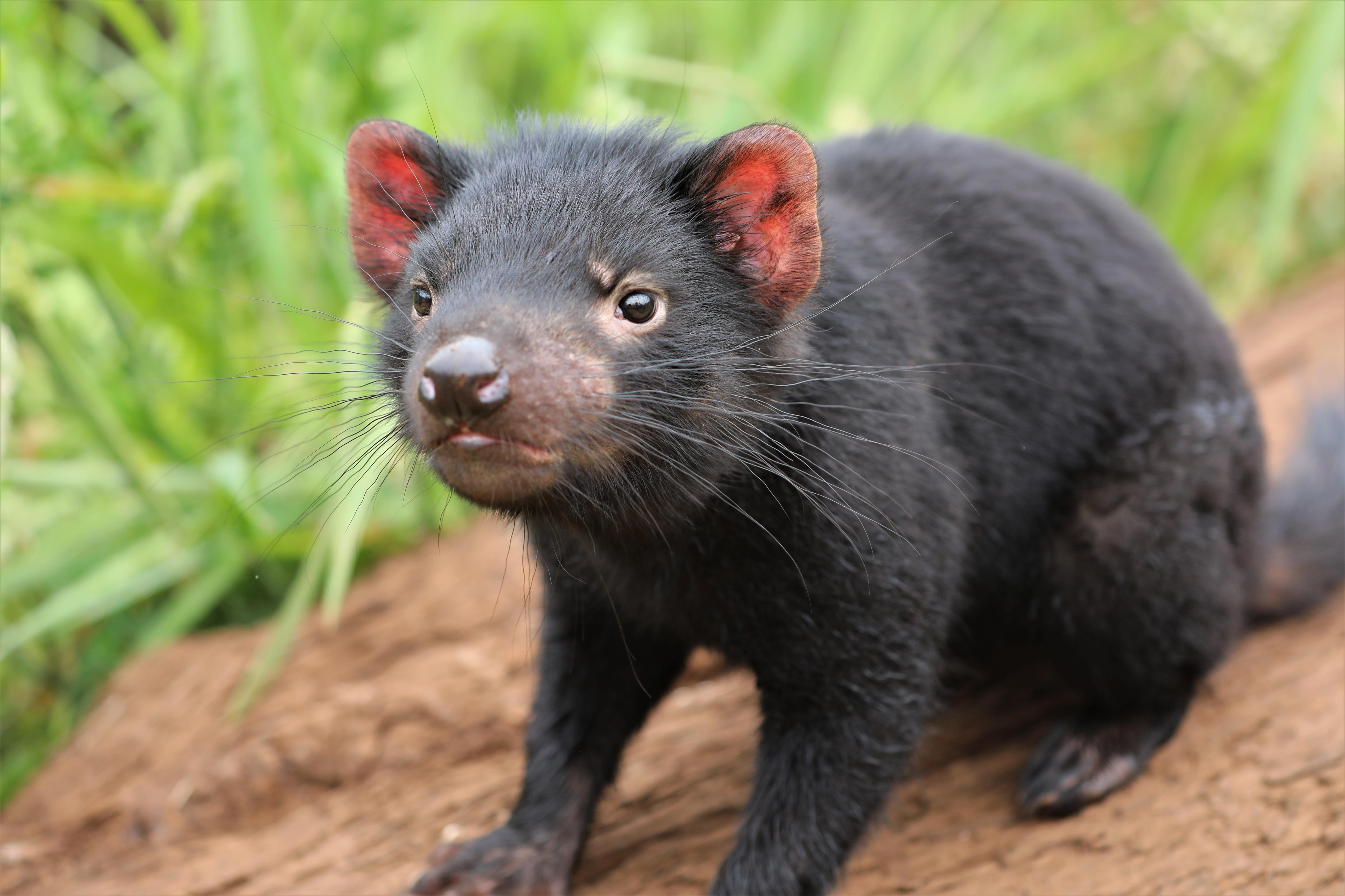 Tasmania's Wildlife Crisis: Bird Flu Threatens Endangered Species (2026)