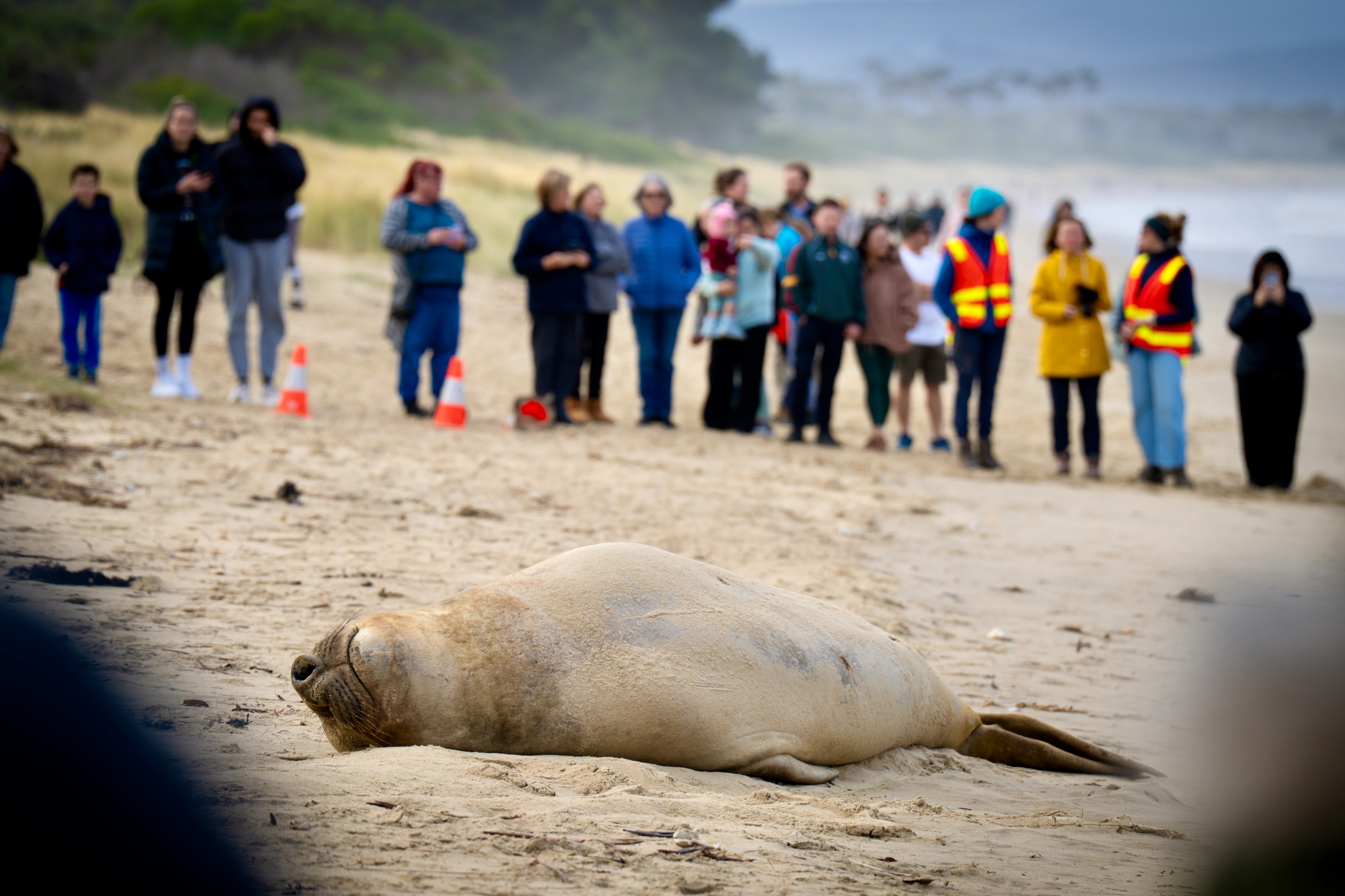 Neil the Seal: Protecting Tasmania's Beloved Icon (2026)