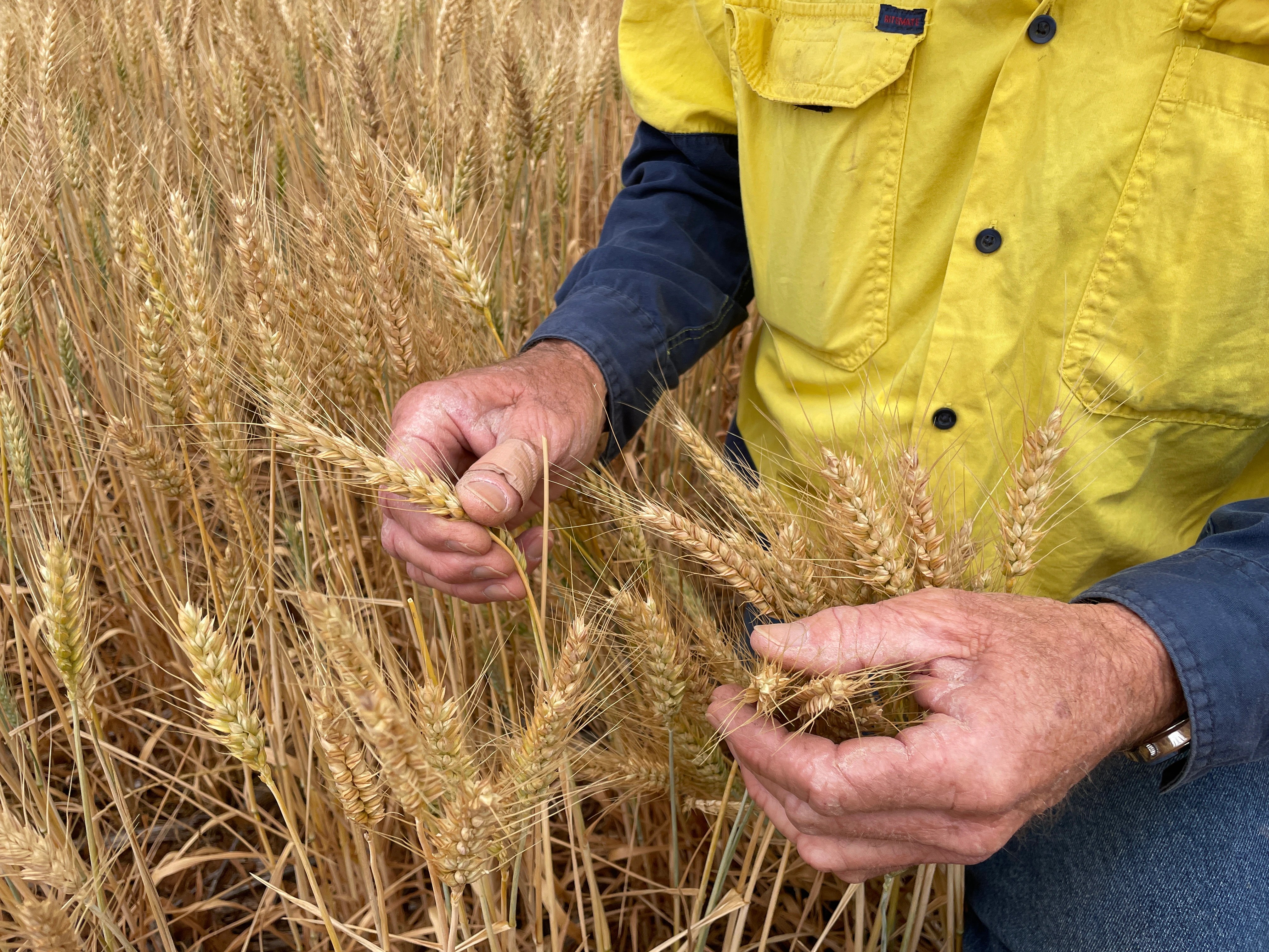 Farm Profits to Drop by 70% Due to Drought and Input Costs (2026)