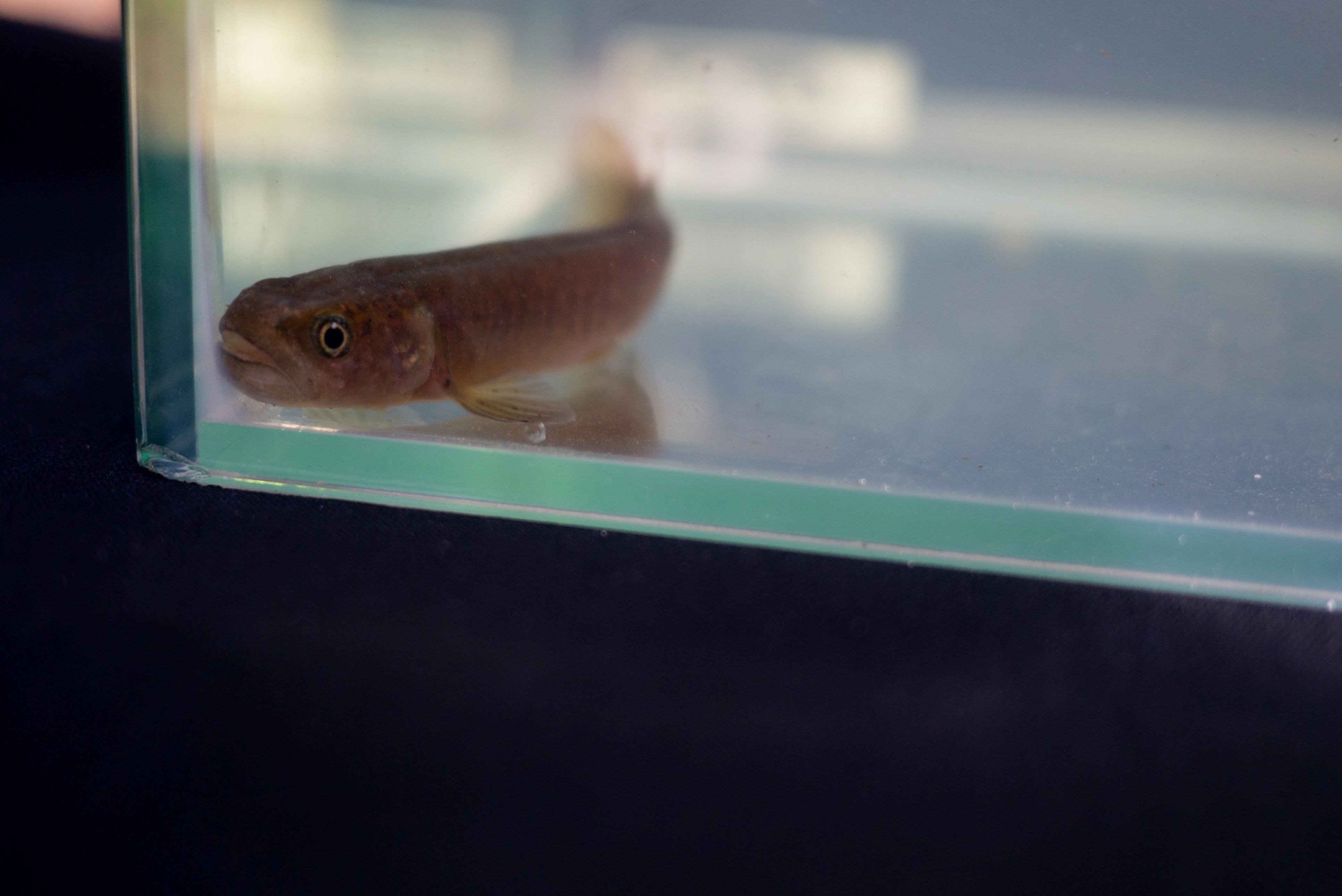 Swan Galaxias Conservation: Protecting Tasmania's Unique Fish Species (2026)