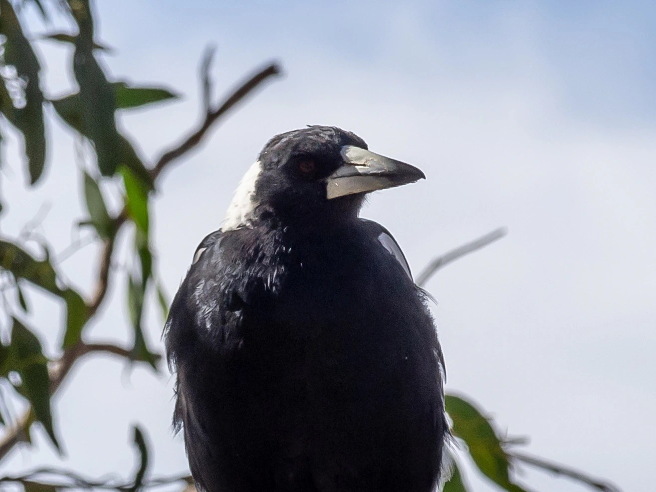 H5N1 Bird Flu Outbreak in Australia: Which Animals Are Affected? (2026)