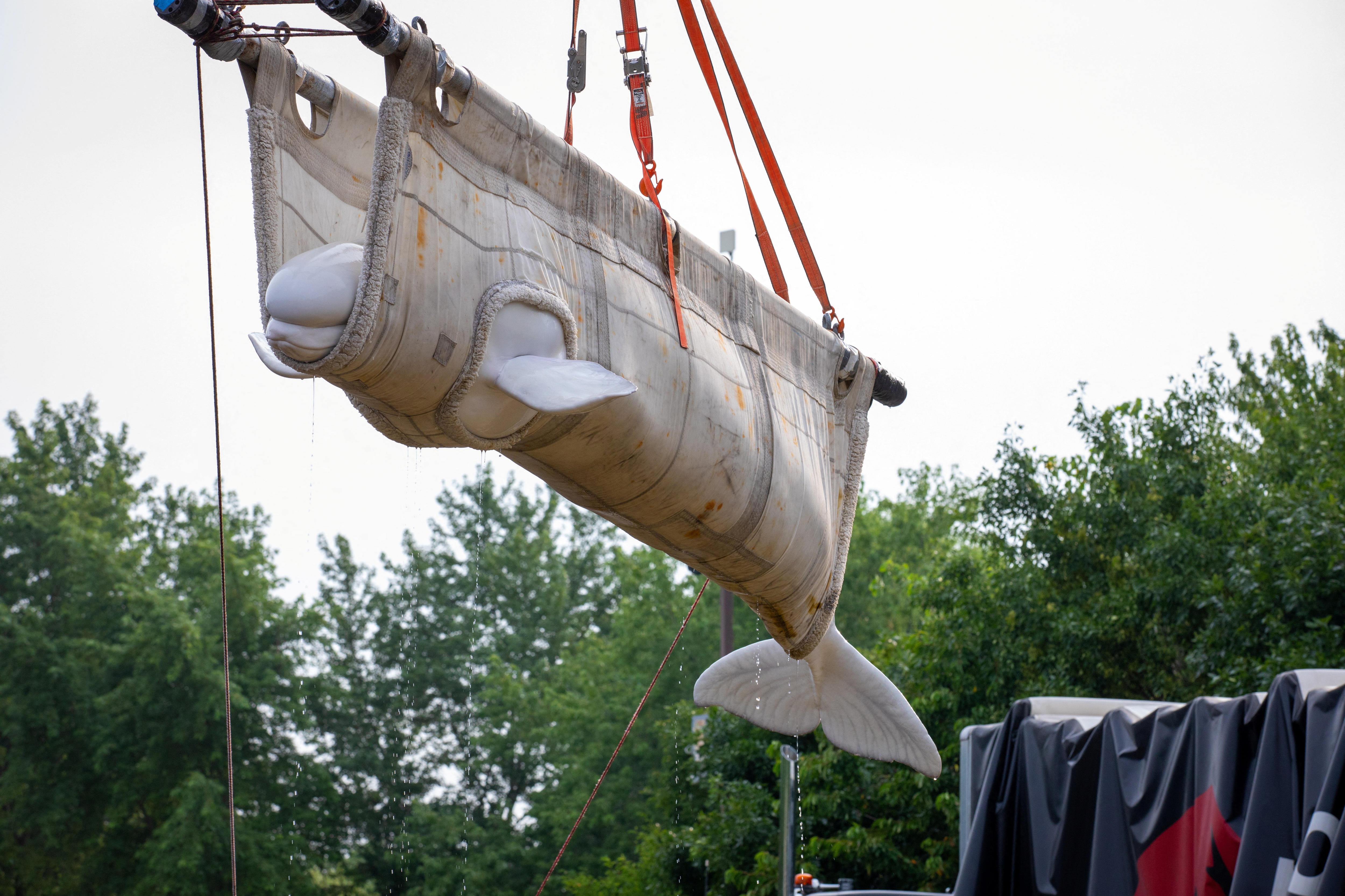 Beluga Whales Flown from Closed Marineland to US Aquariums | Animal Rescue Update (2026)
