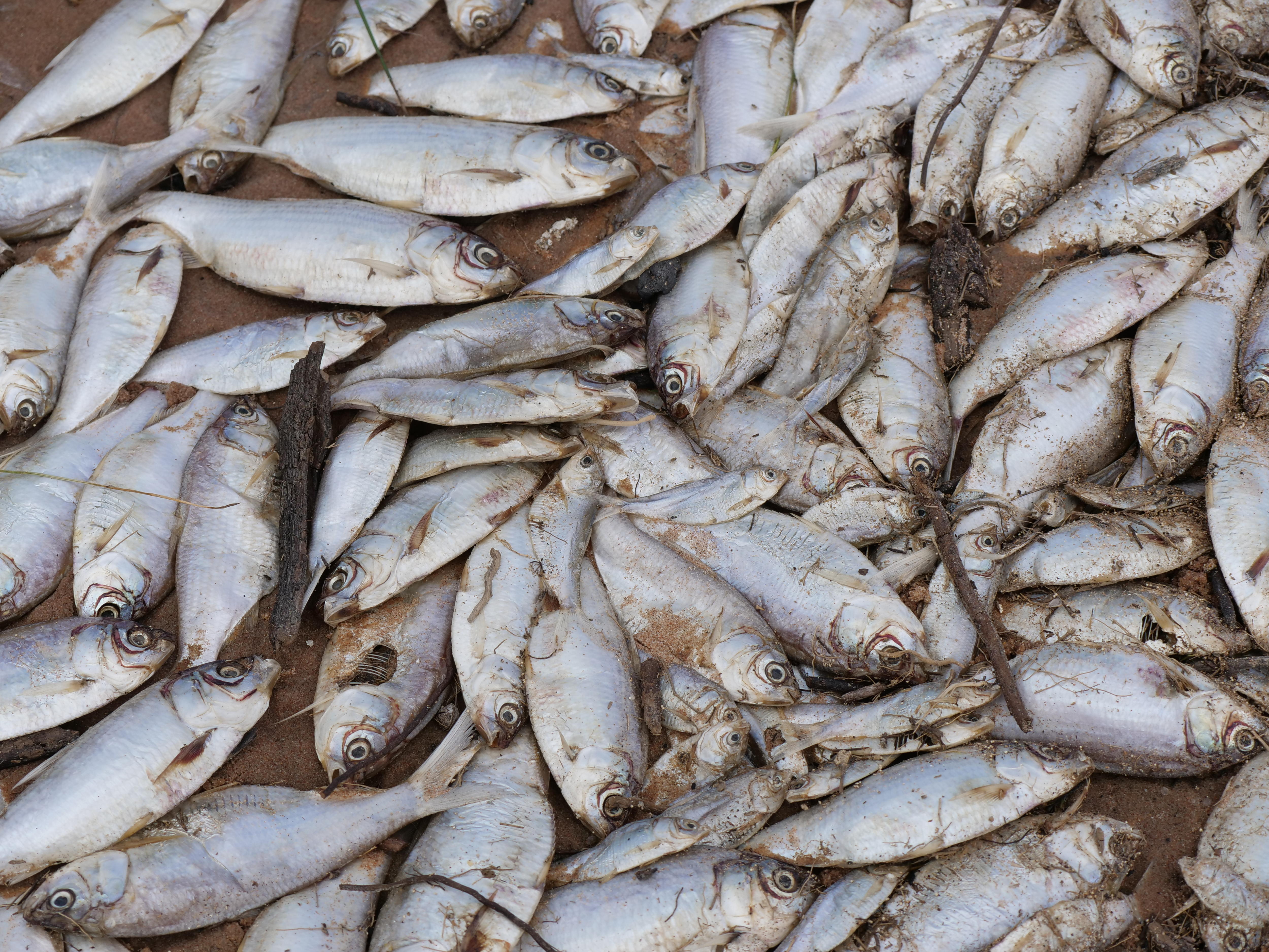 Massive Fish Kill in Lake Menindee: 100,000 Dead Fish Found (2026)