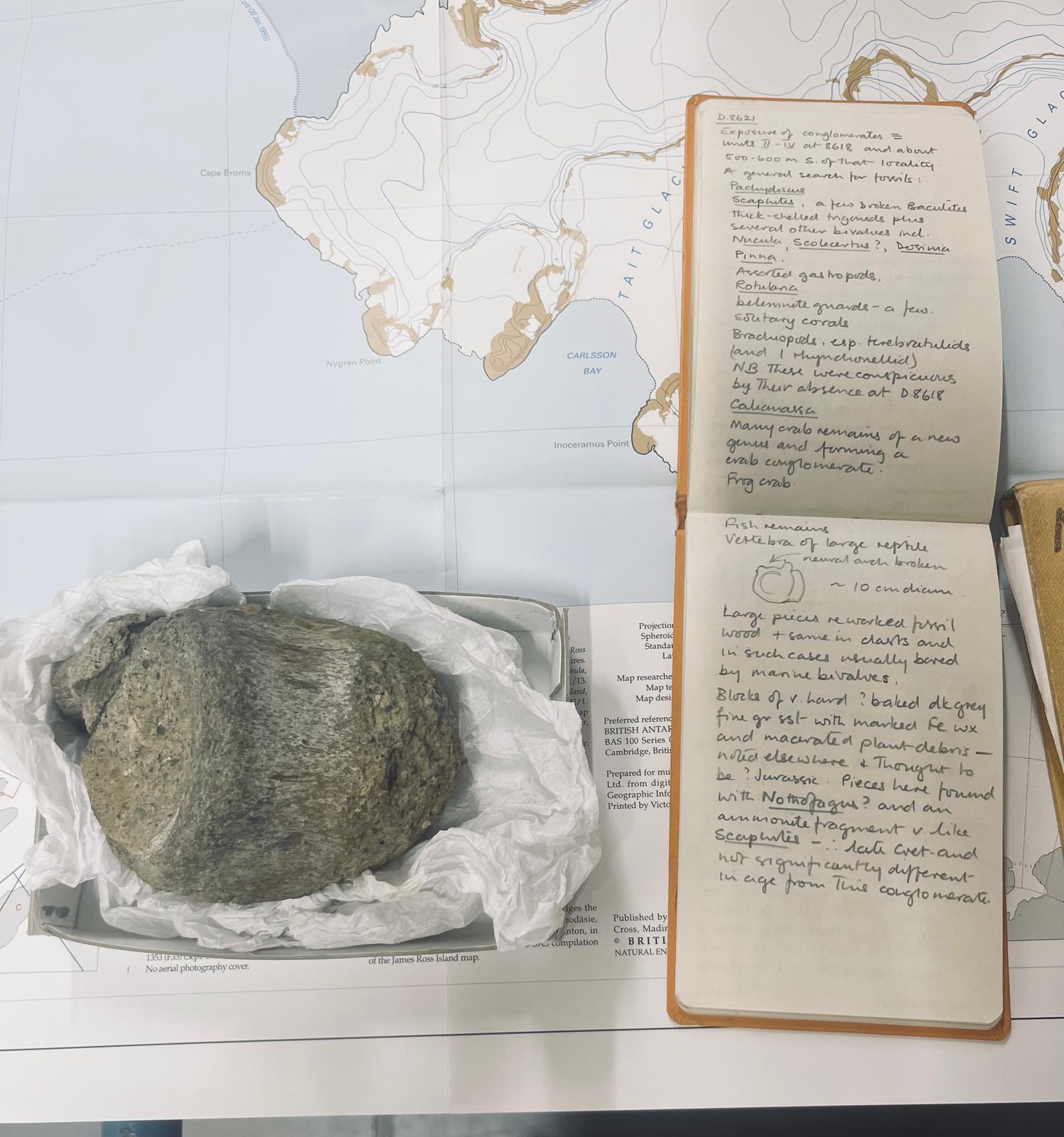 Unbelievable! 40-Year-Old Fossil is Antarctica's First Dinosaur Bone (2026)