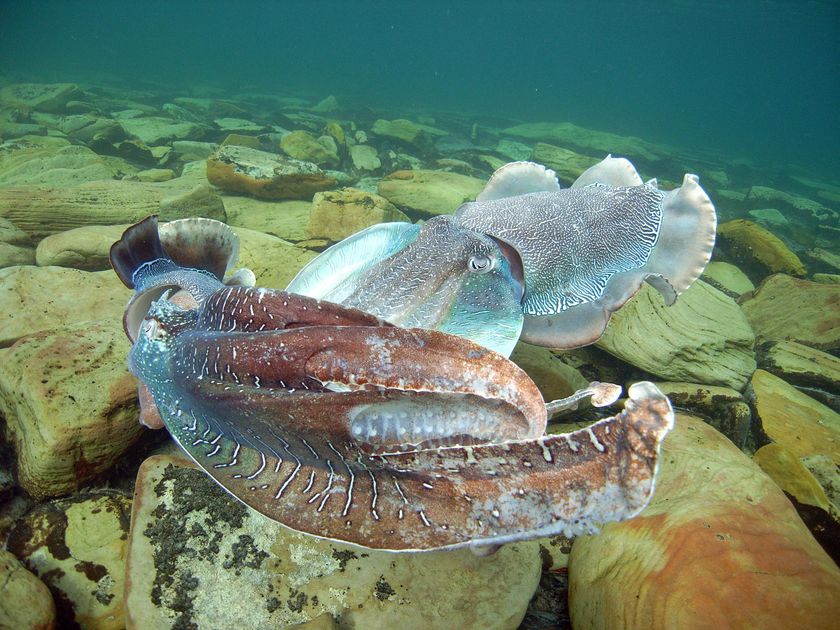 Protecting the Giant Australian Cuttlefish: A Temporary Ban in South Australia (2026)