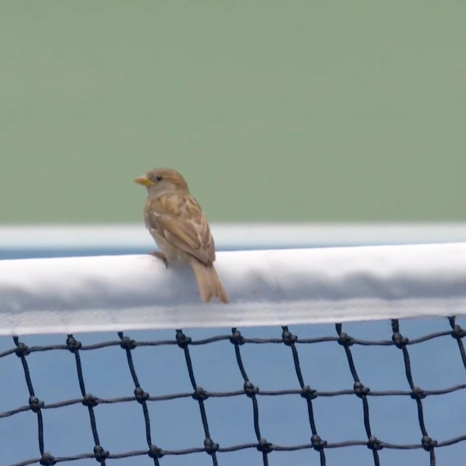 Daniil Medvedev vs Sebastian Gorzny US Open 2026 Highlights | Bird Interruption Drama! (2026)