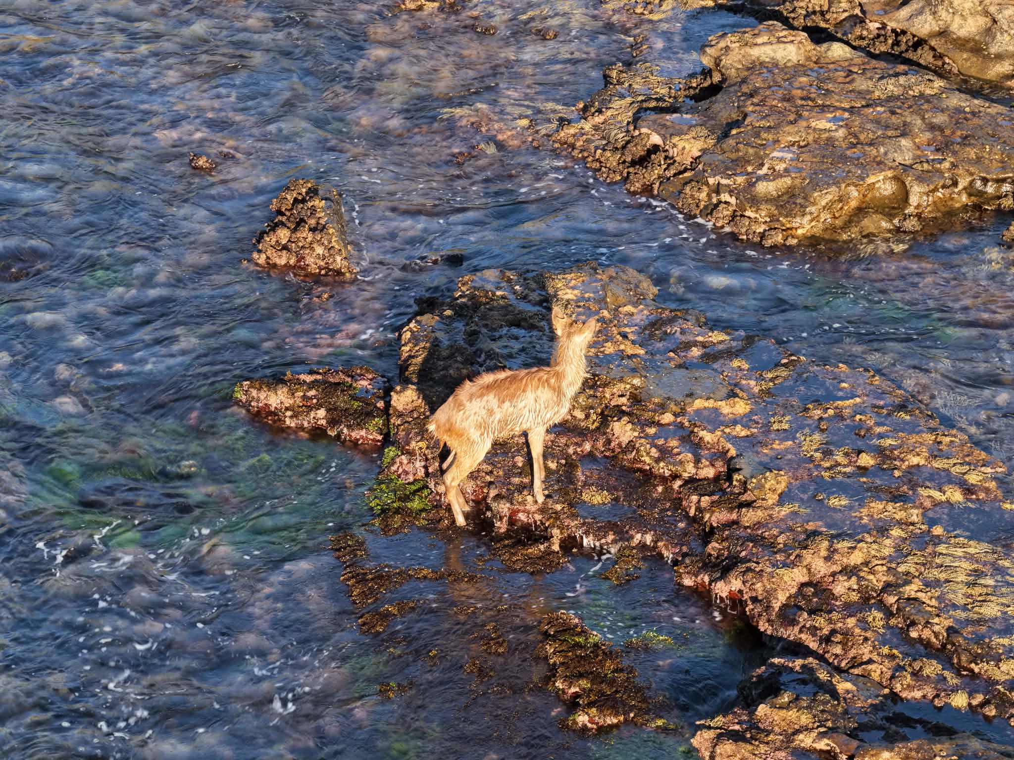 Deer Invasion in Wollongong: Urban Pest Crisis (2026)