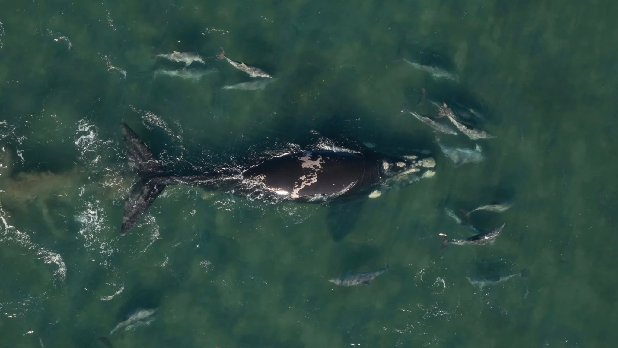 Dolphins Guide Stranded Southern Right Whale to Safety | Amazing Marine Rescue (2026)