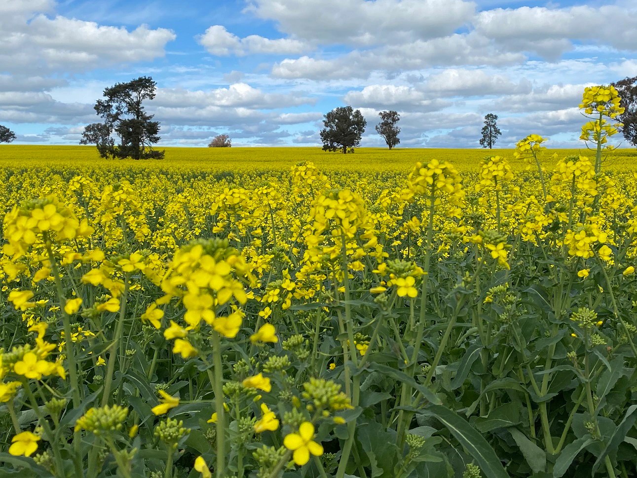 NSW's Warmest Winter: Early Flowers, Swooping Magpies, and Climate Change (2026)
