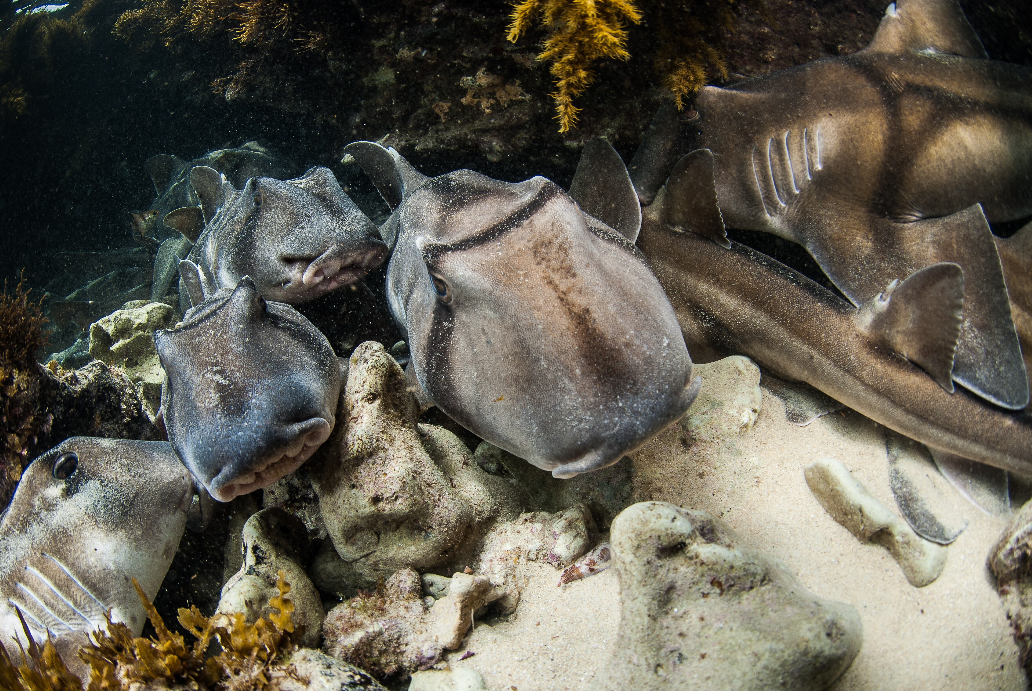 Algal Bloom Threatens Local Shark Population in South Australia (2026)