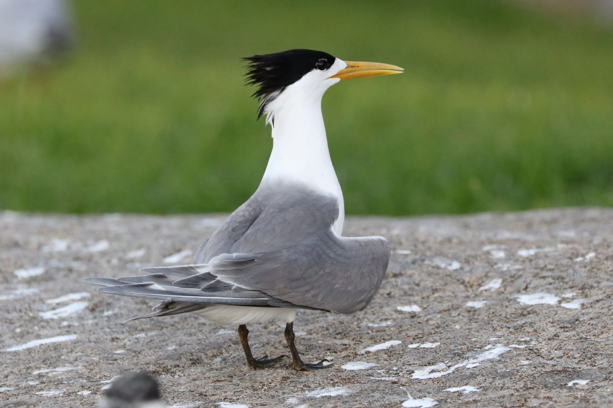 Bird Flu Outbreak: What You Need to Know About the Mass Bird Deaths in Australia (2026)