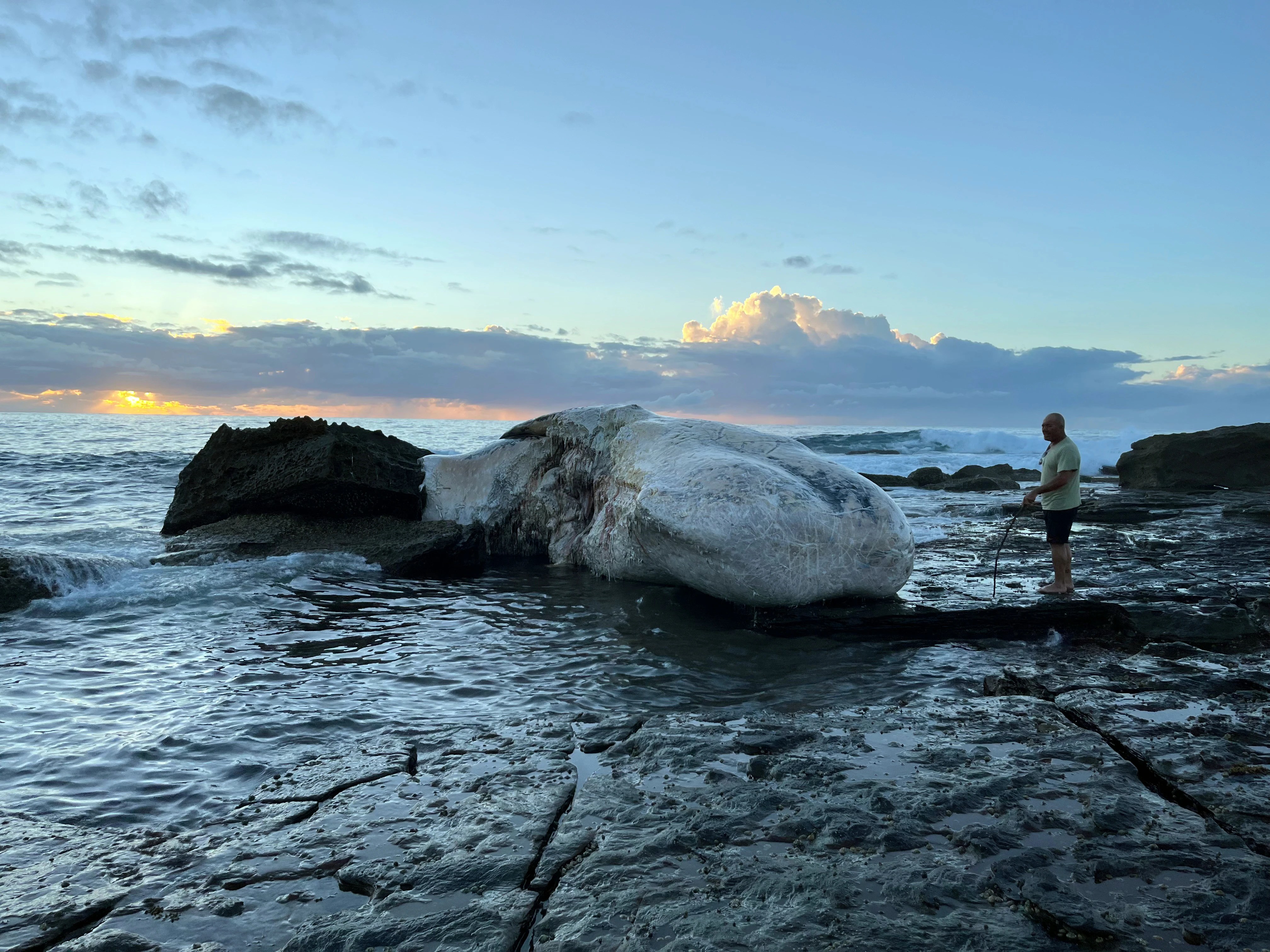 Sydney's Royal National Park Beaches Closed: Whale Carcass Attracts Sharks (2026)