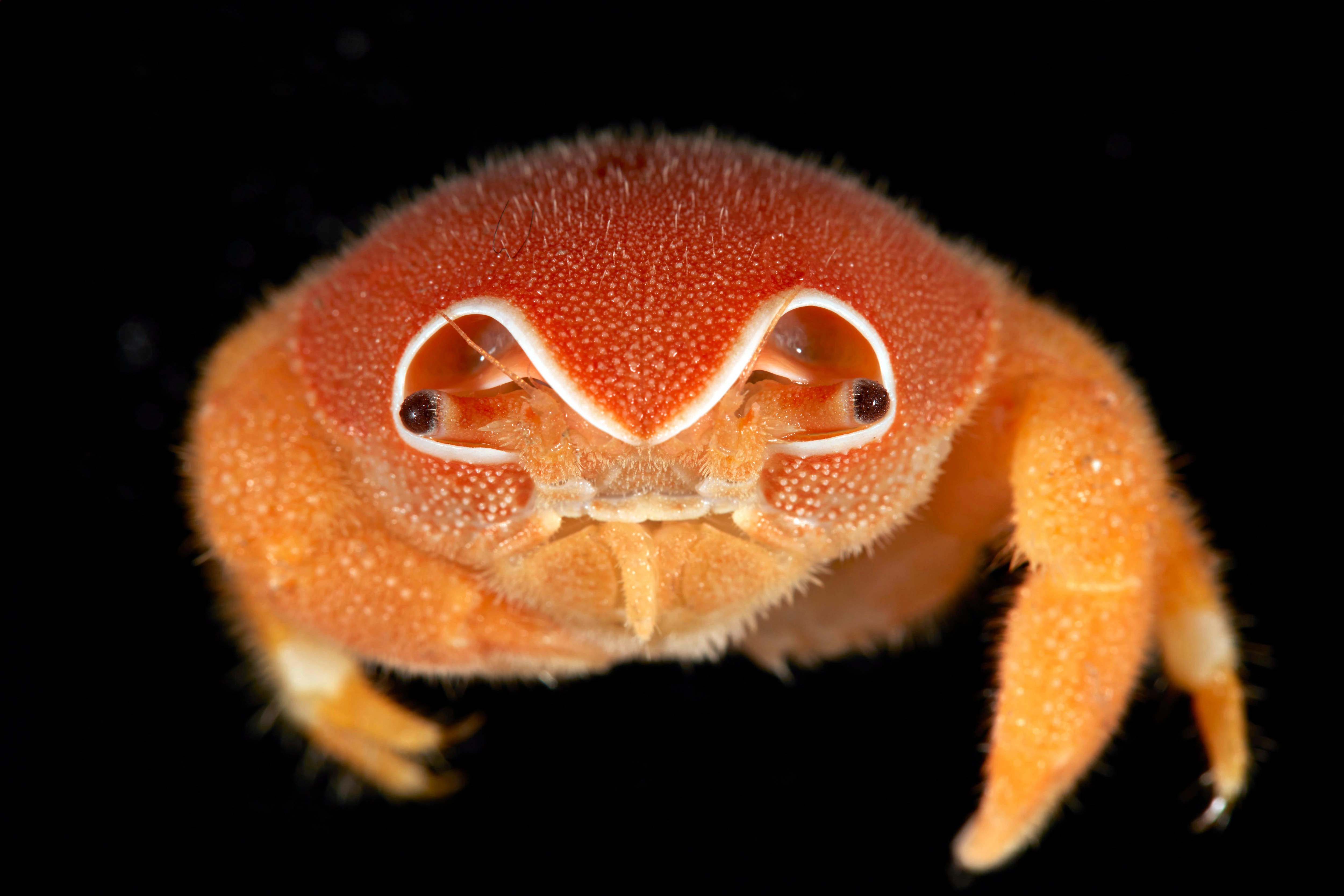 Scientists discover 149 new marine species off Christmas and Cocos (Keeling) Islands (2026)