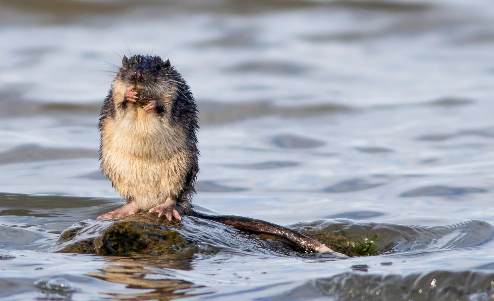Nothing beats the rakali, australia's mighty native water rat