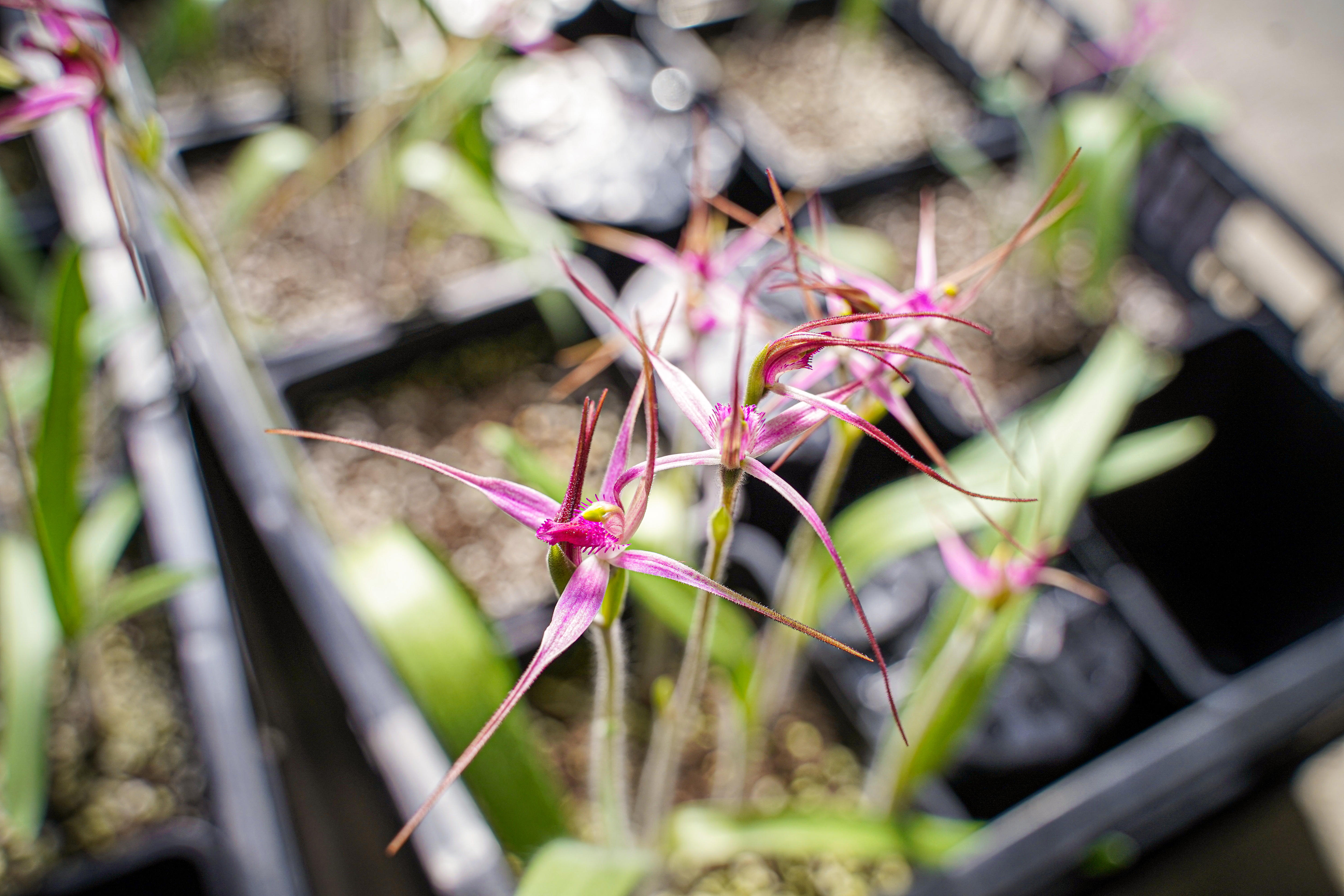 Saving Australia's Rare Rosella Spider Orchid: A Race Against Extinction (2026)
