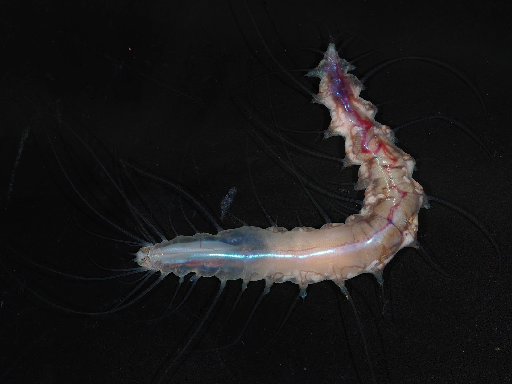 Unveiling the Ocean's Secrets: 1,121 New Marine Species Discovered! (2026)