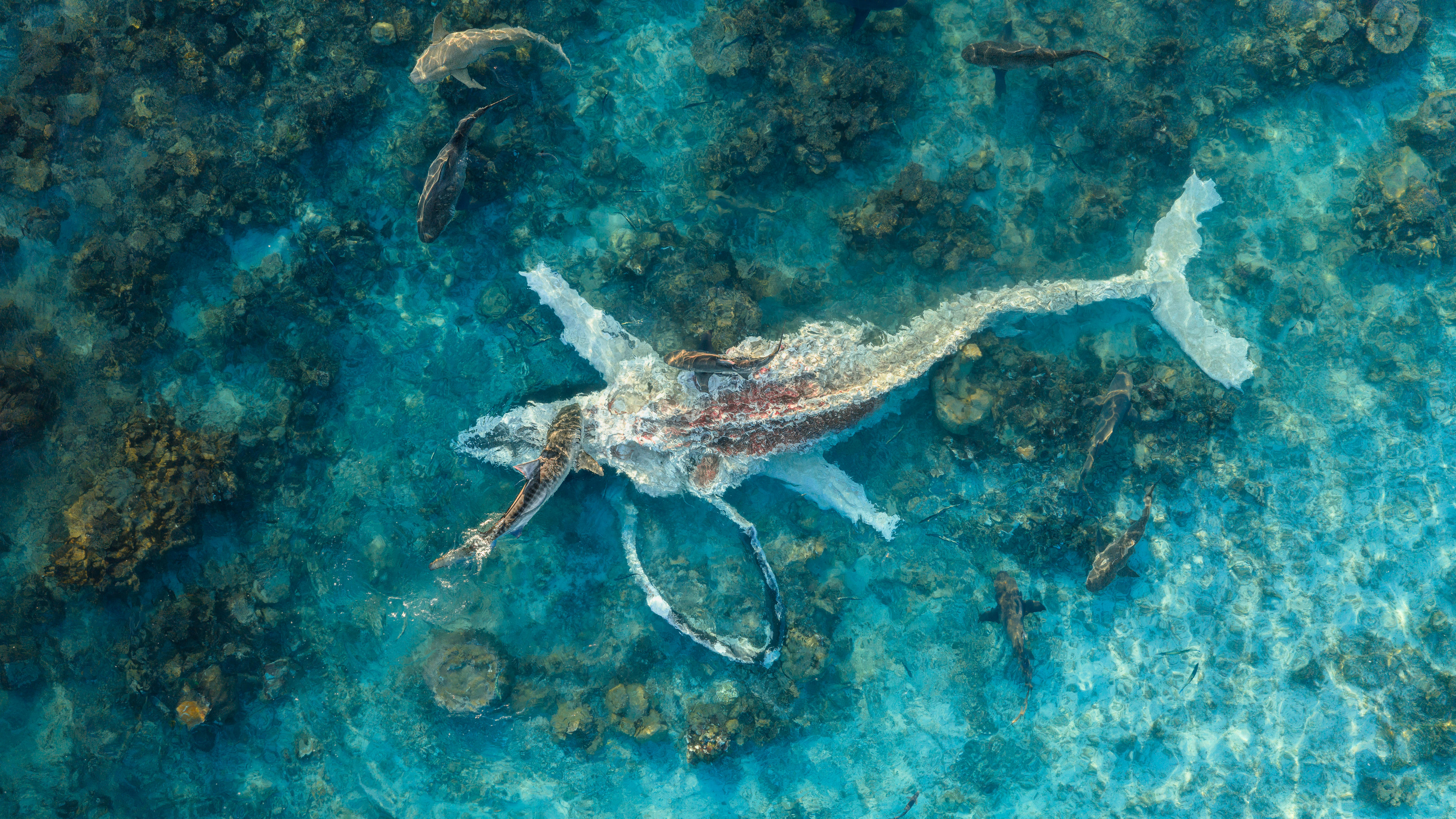 Whale Entanglements and Shark Activity: A Ningaloo Reef Crisis (2026)