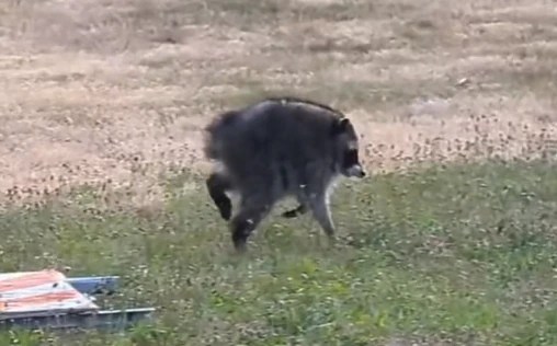 Meet Jimothy: The Viral Raccoon with Short Spine Syndrome Taking Seattle by Storm! (2026)