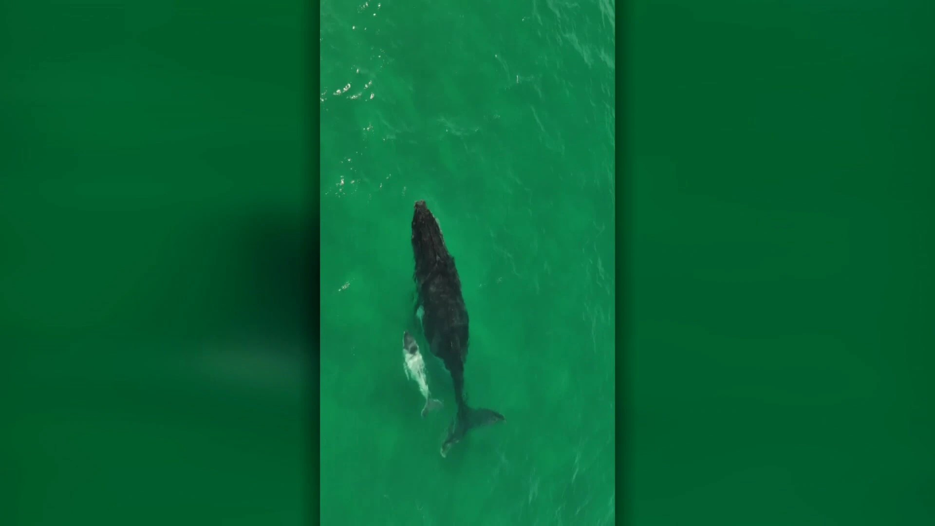 Rare Humpback Whale Calf, Believed to be Leucistic, Spotted Off NSW and Queensland Coast (2026)