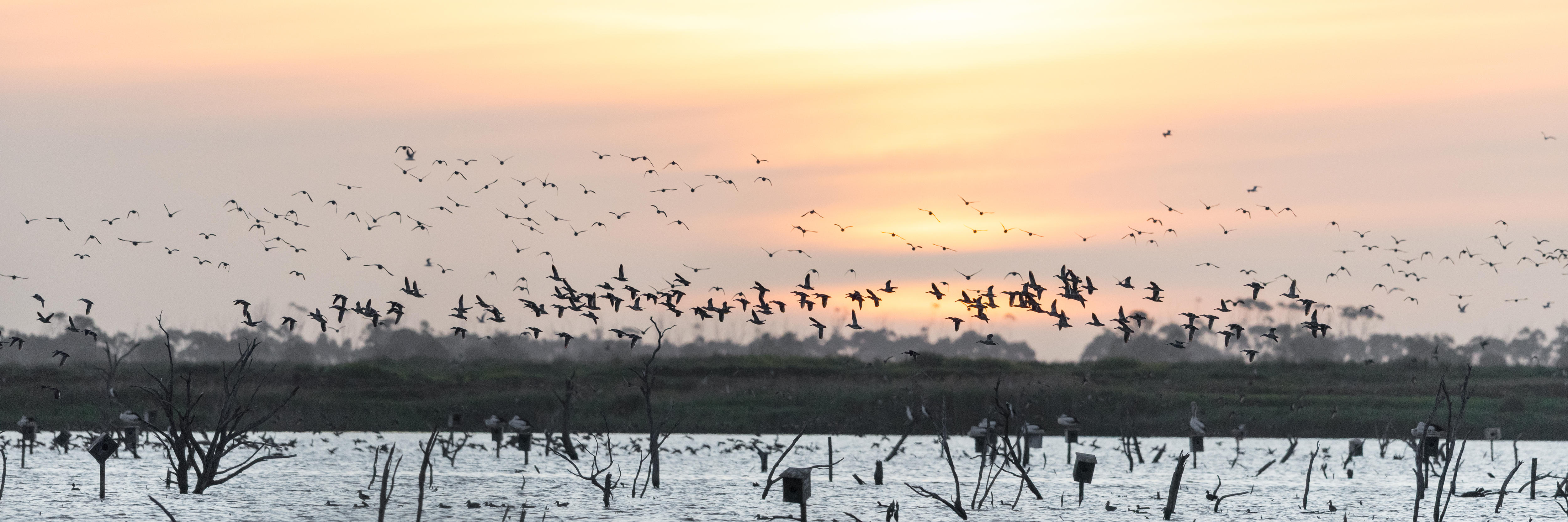 Australia's Bird Flu Crisis: South Australia Ground Zero & What's Next? (2026)