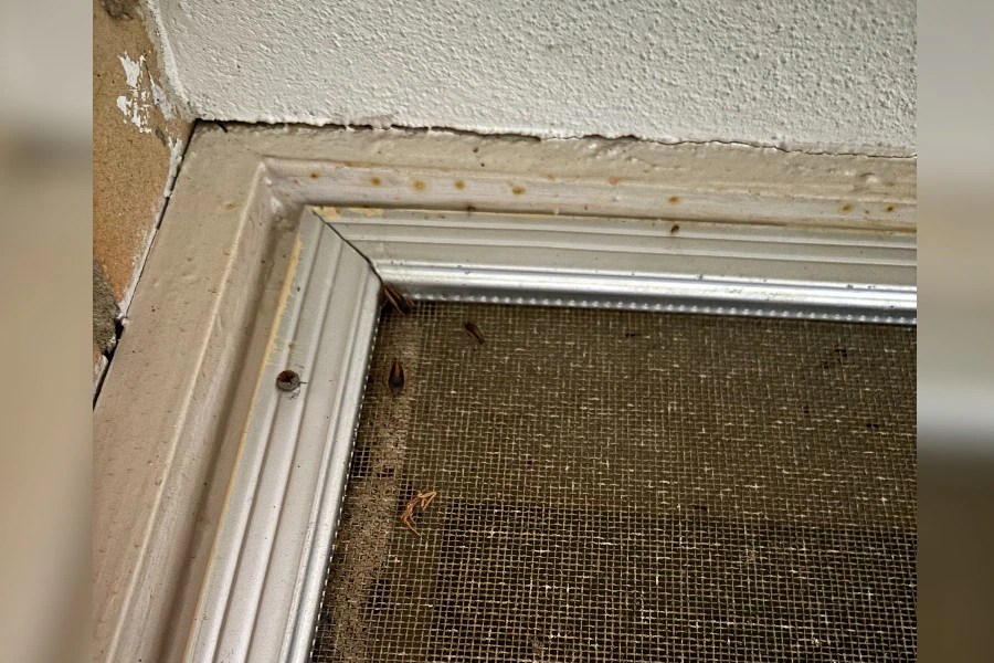 Cockroach Infestation Crisis in Perth Housing: Residents' Nightmare (2026)