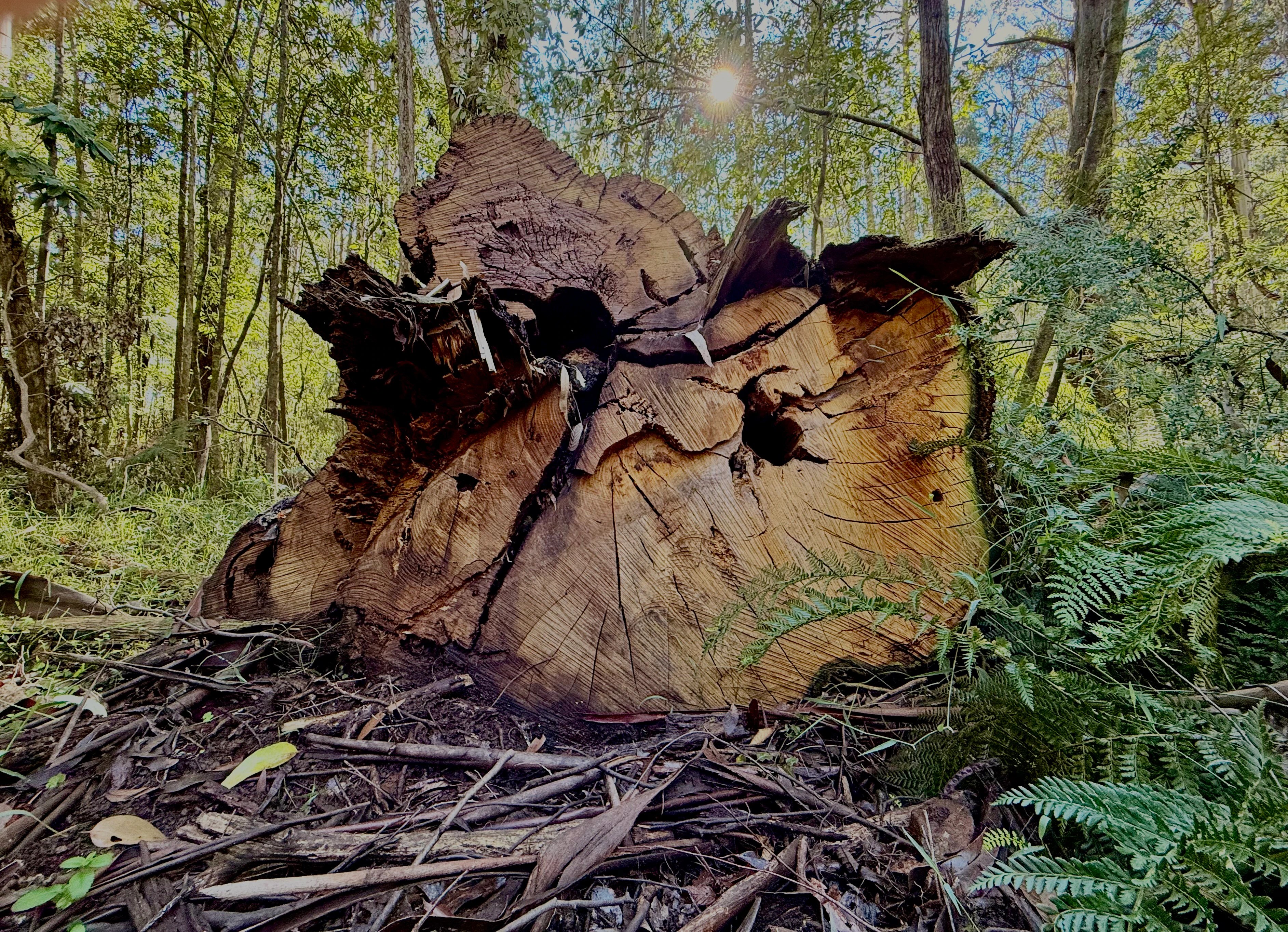 Is Victoria's Logging 'By Stealth'? Environmental Concerns Unveiled (2026)